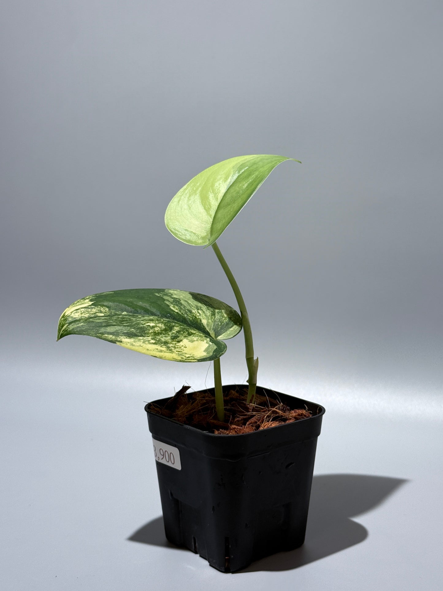 スキンダプサス ジェイドサテン オーレア / Scindapsus jadesatin aurea (2)