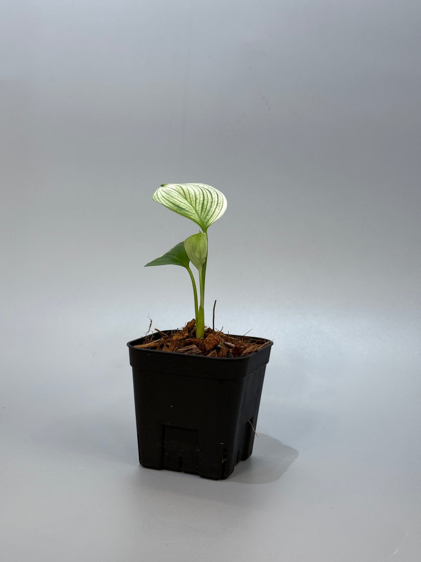 スキンダプサス ホワイトモンスター / Scindapsus whitemonster (5)