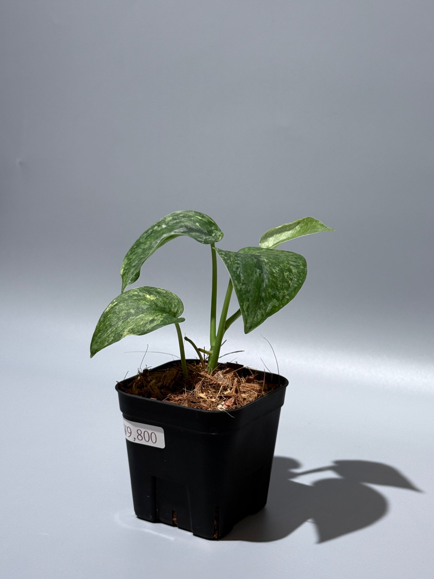 スキンダプサス レオパード / Scindapsus Leopard (2)