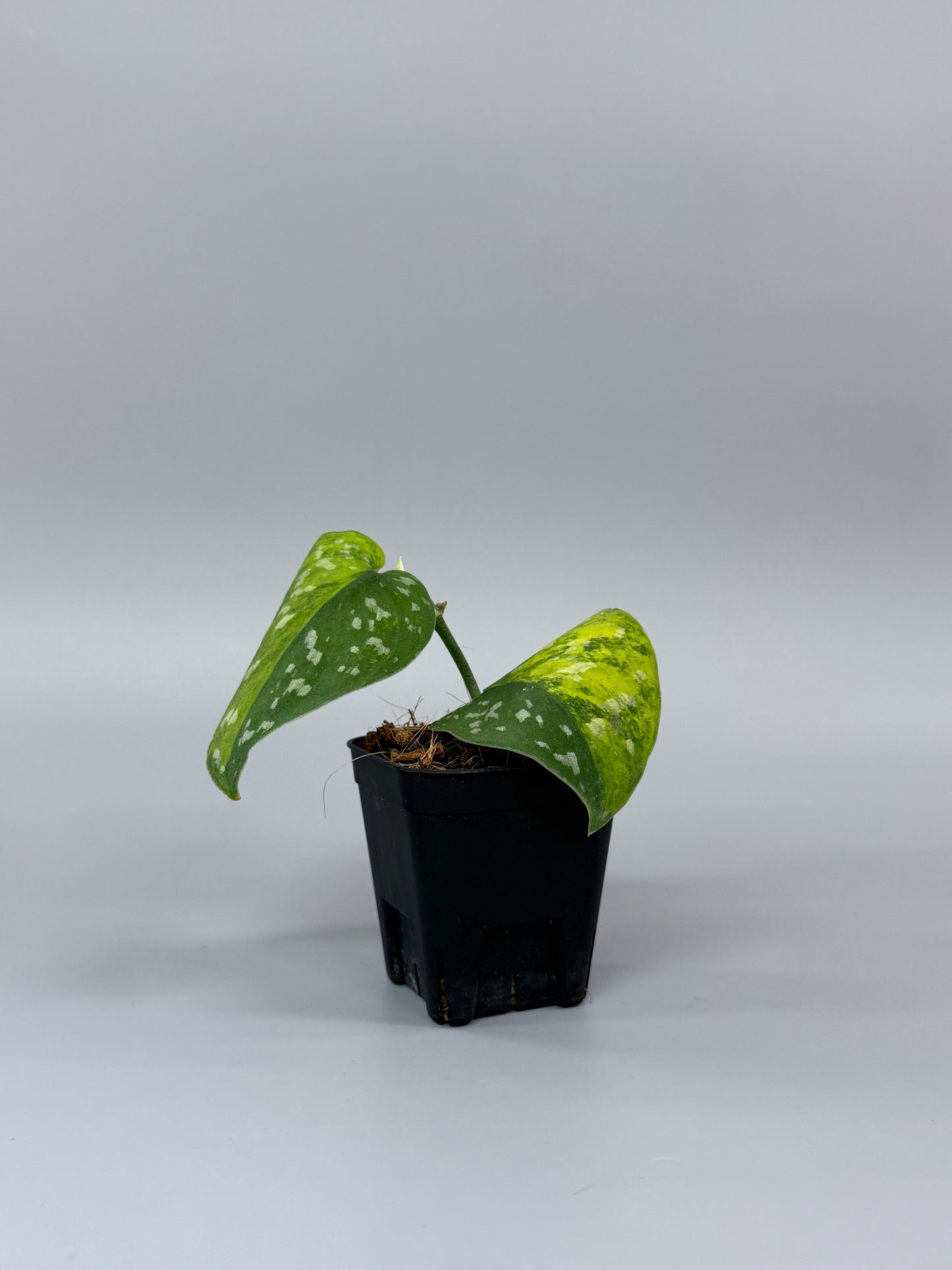 スキンダプサス ファンタジー / Scindapsus Fantasy (1)