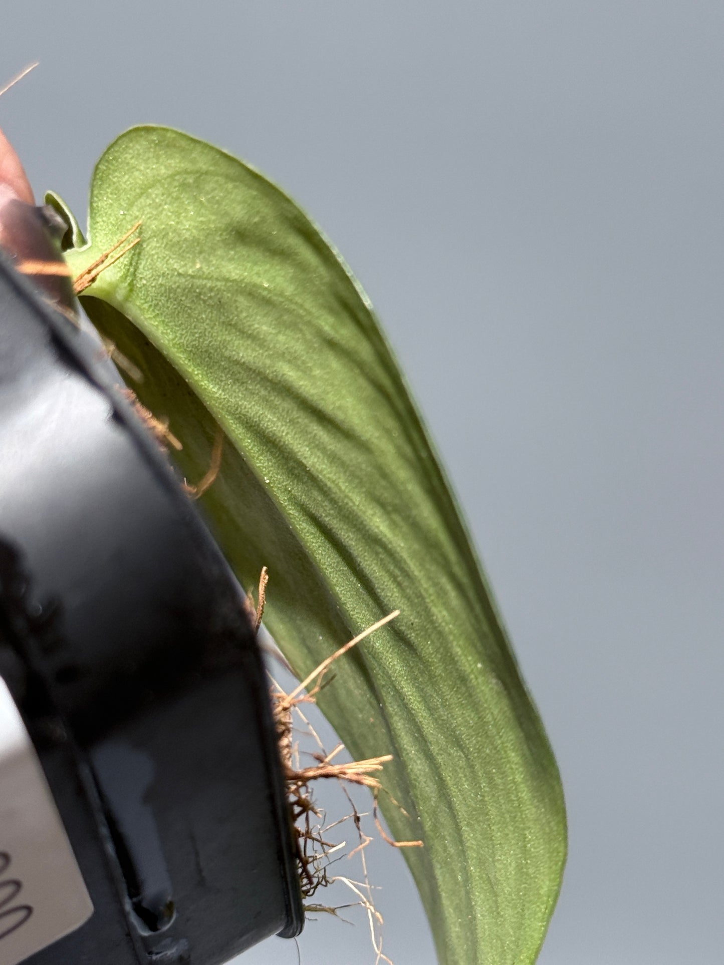 スキンダプサス マッチャ / Scindapsus matcha (4)