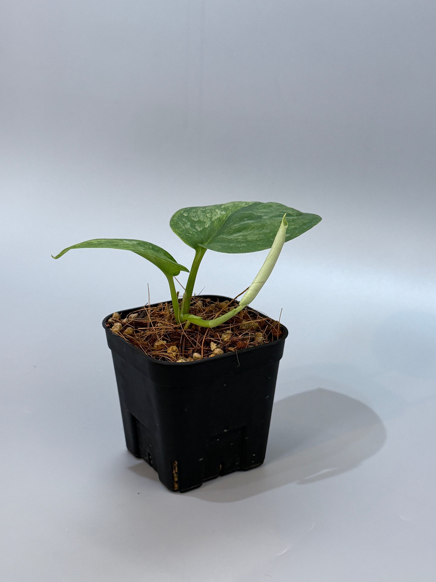 スキンダプサス グリーン ドラゴン / Scindapsus Green dorgon (1)