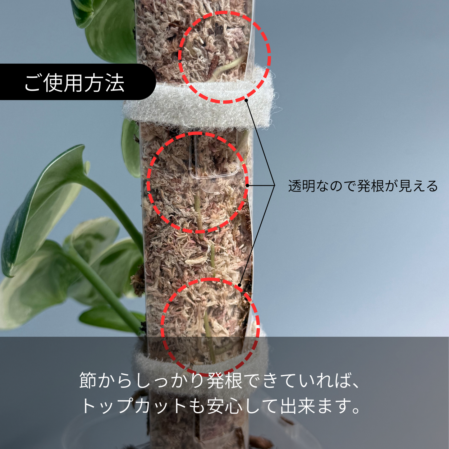 Nakayama ダプポール 2枚Set