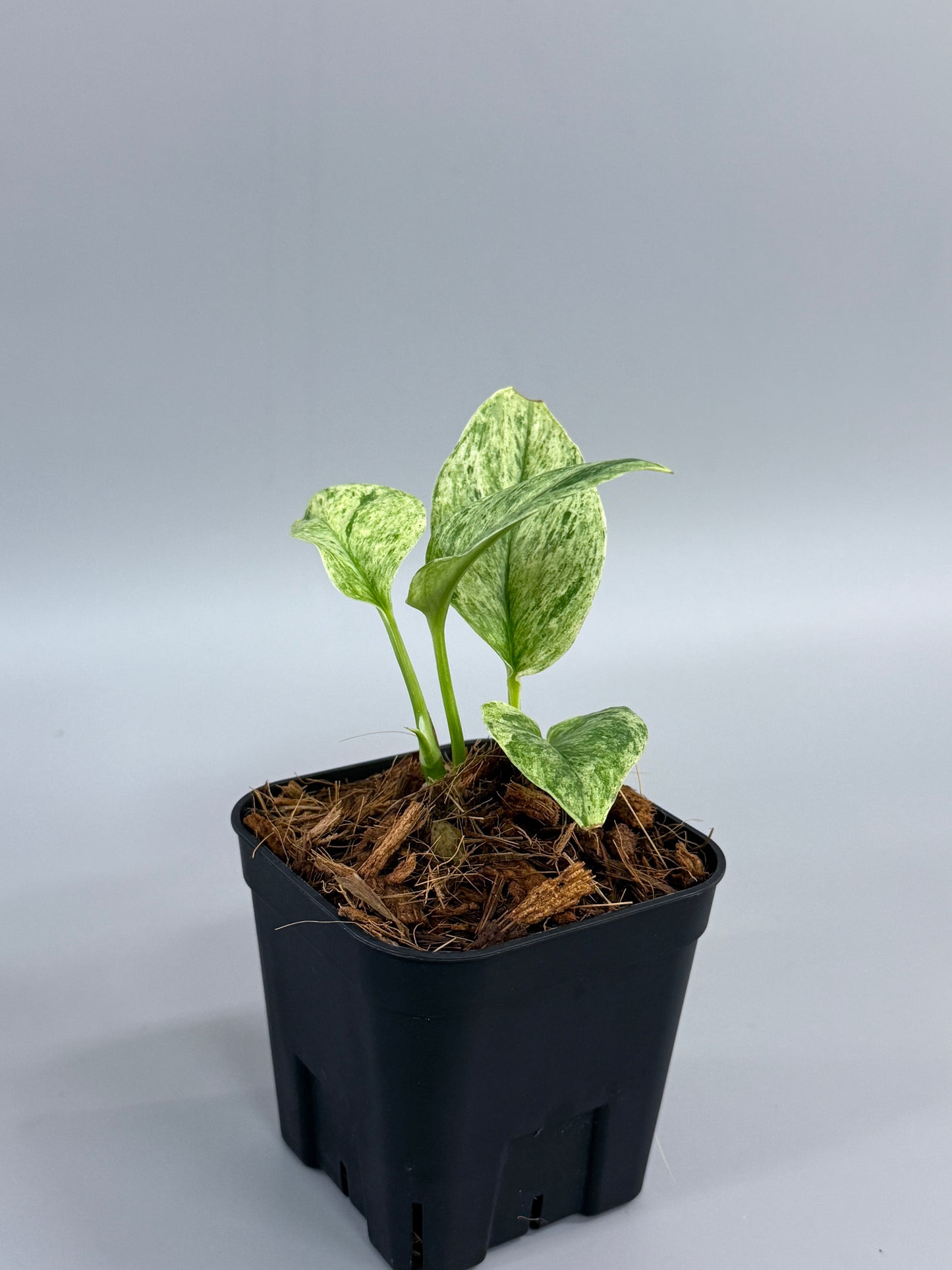 スキンダプサス トレビー マーブル / Scindapsus treubii marble (3)