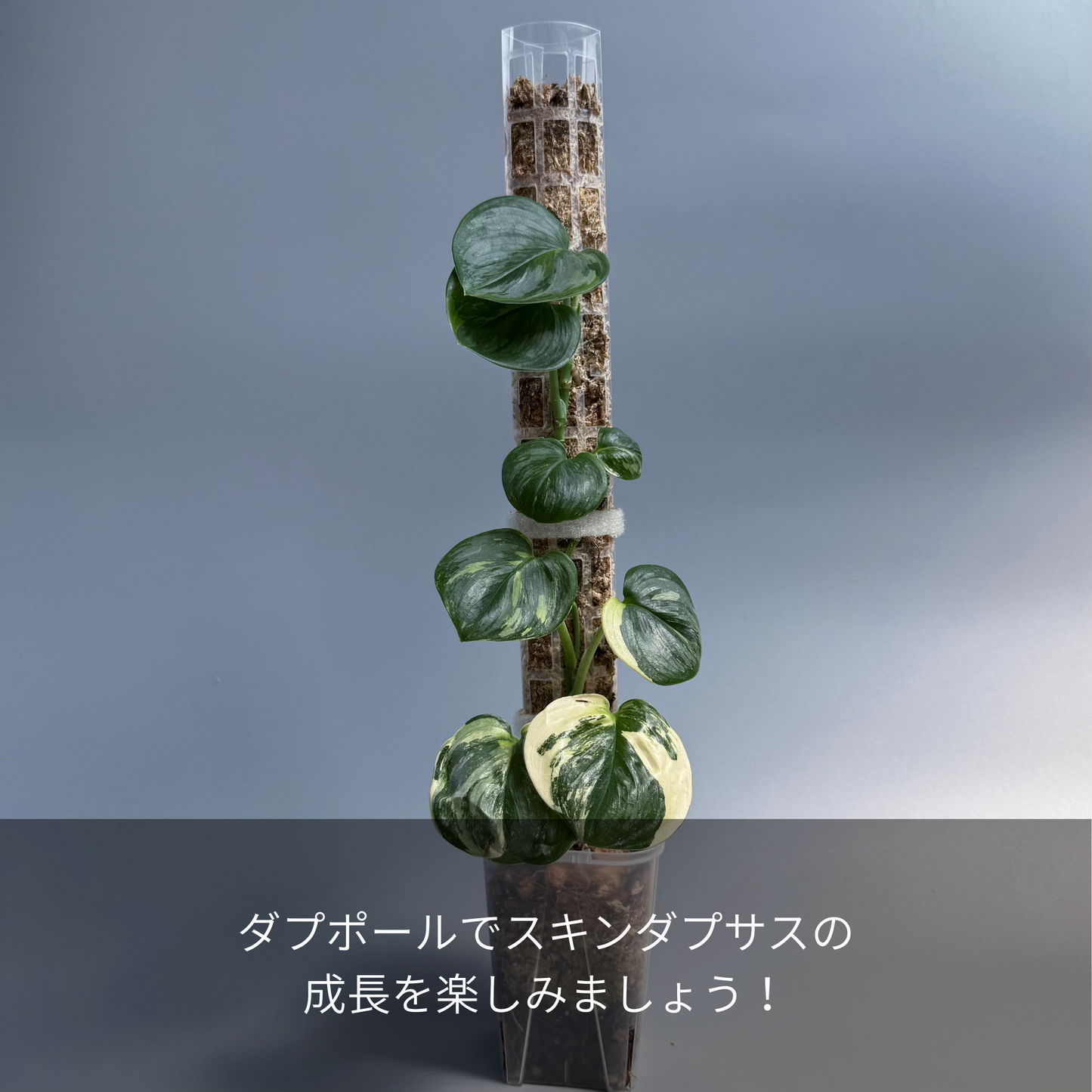 Nakayama ダプポール 2枚Set