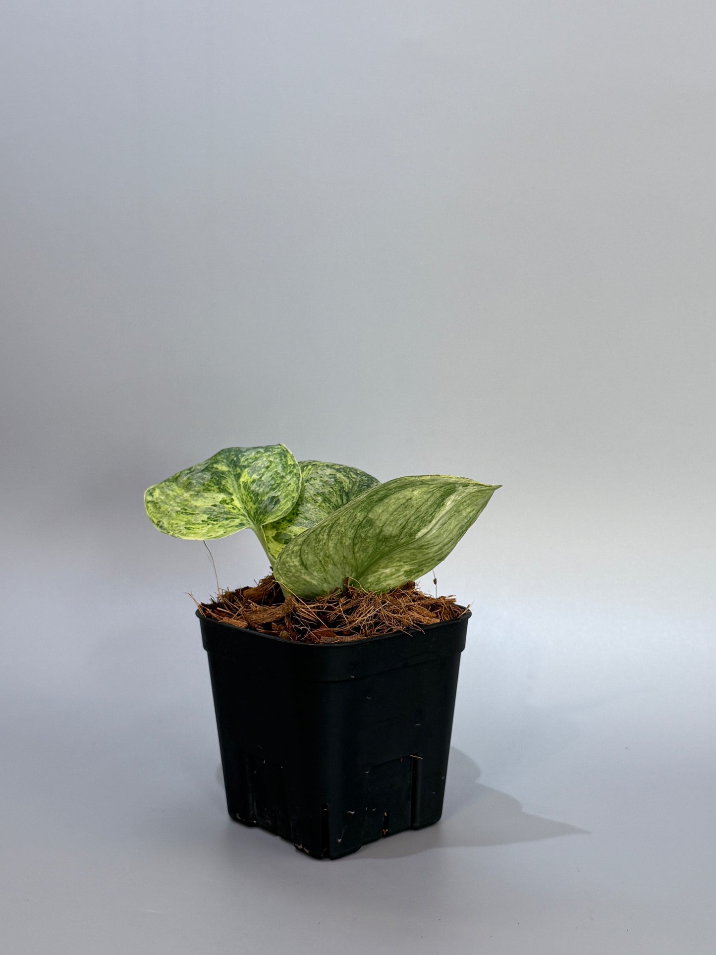 スキンダプサス テンバガ / Scindapsus Tembaga (4)