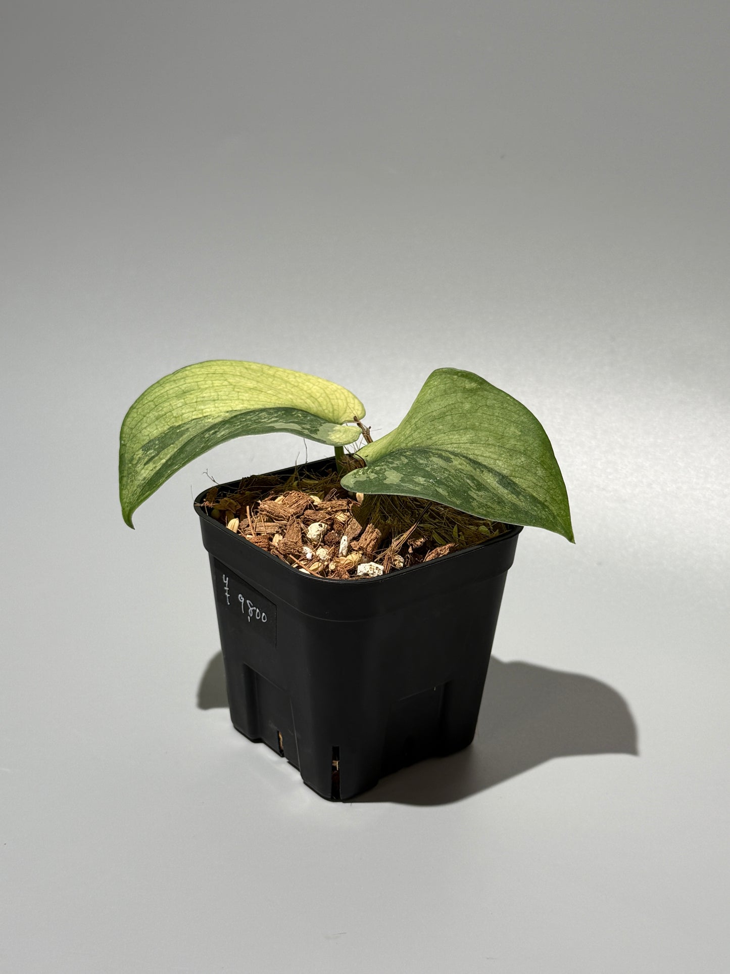 スキンダプサス センバダ / Scindapsus Sembada (1)