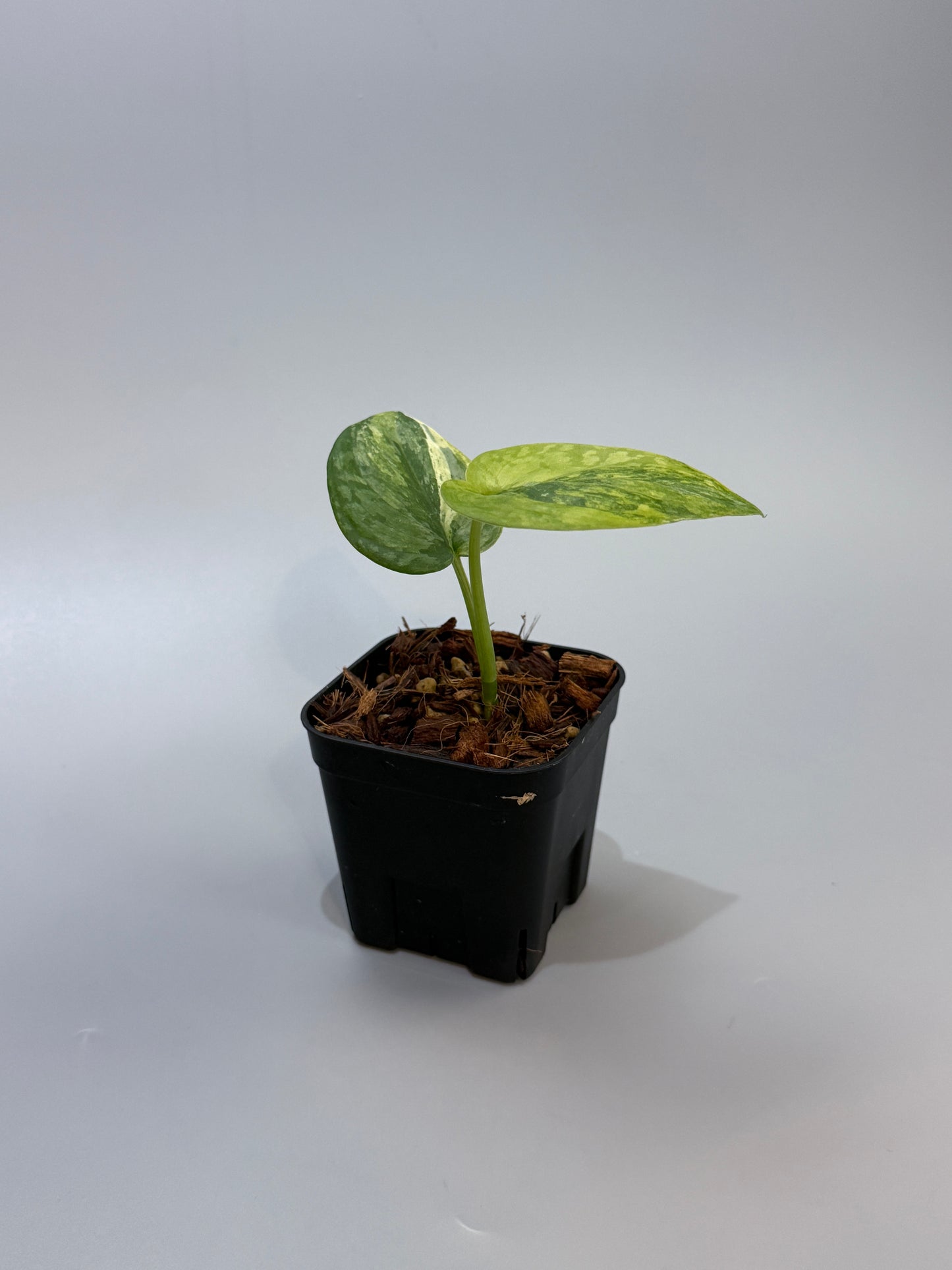 スキンダプサス プサカ / Scindapsus pusaka (2)