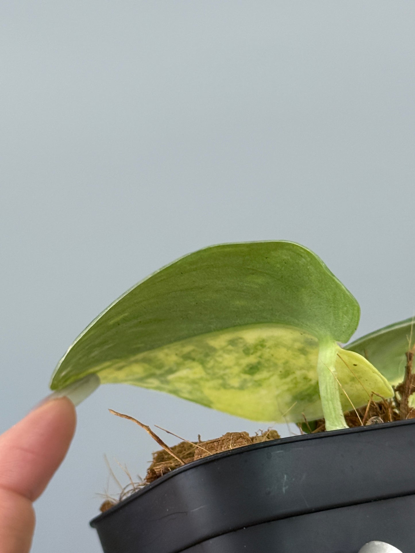 スキンダプサス ファンタジー / Scindapsus Fantasy (2)