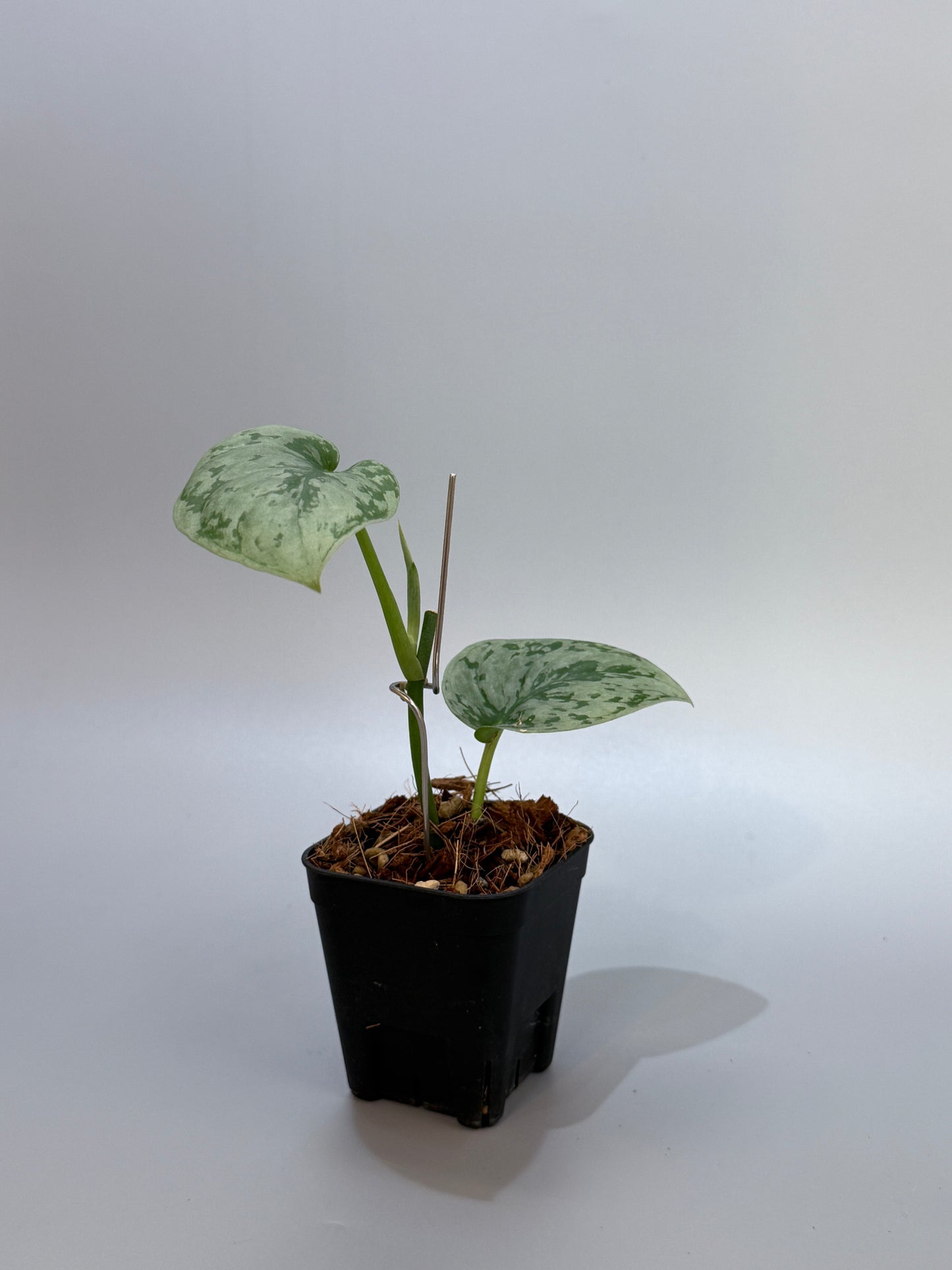 スキンダプサス sp.ジャンビ / Scindapsus sp.jambi (3)