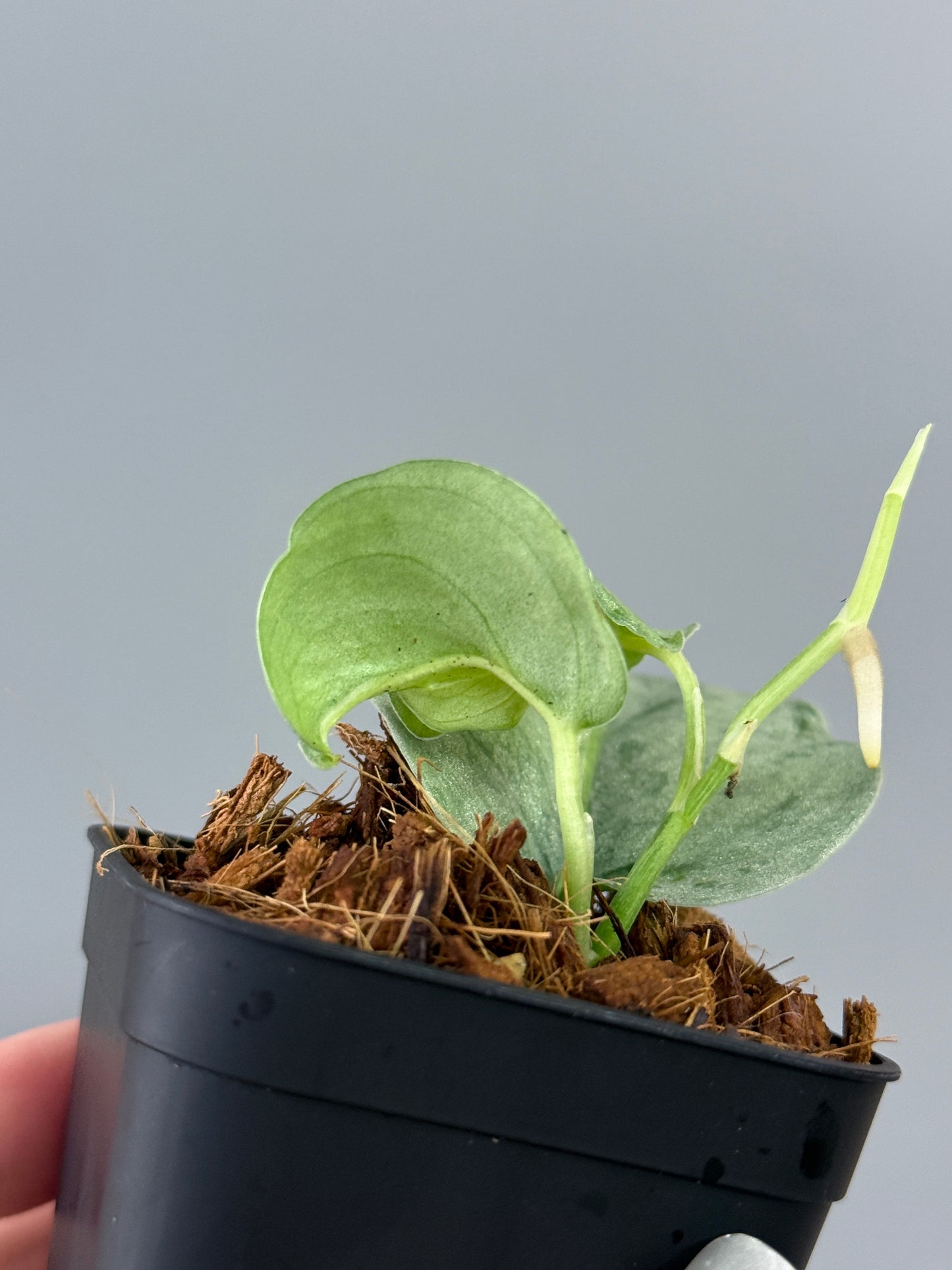 スキンダプサス ウィアード / Scindapsus Weirdo (2)