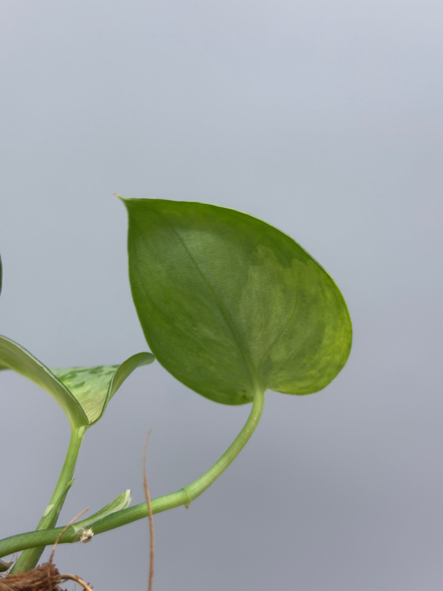 スキンダプサス バクダパティ / Scindapsus bakudapati (3)