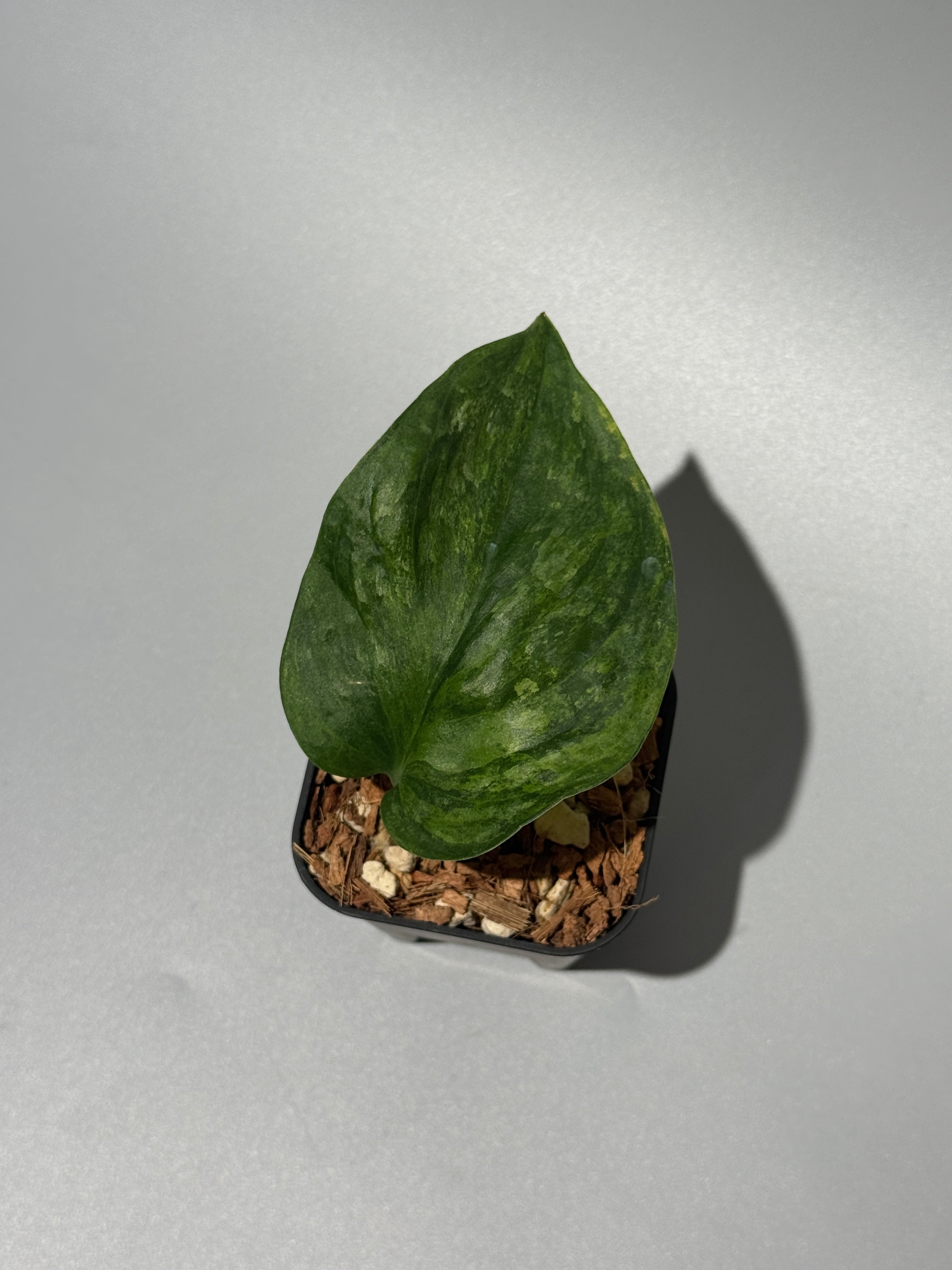 スキンダプサス グリーン ドラゴン / Scindapsus Green dorgon (1
