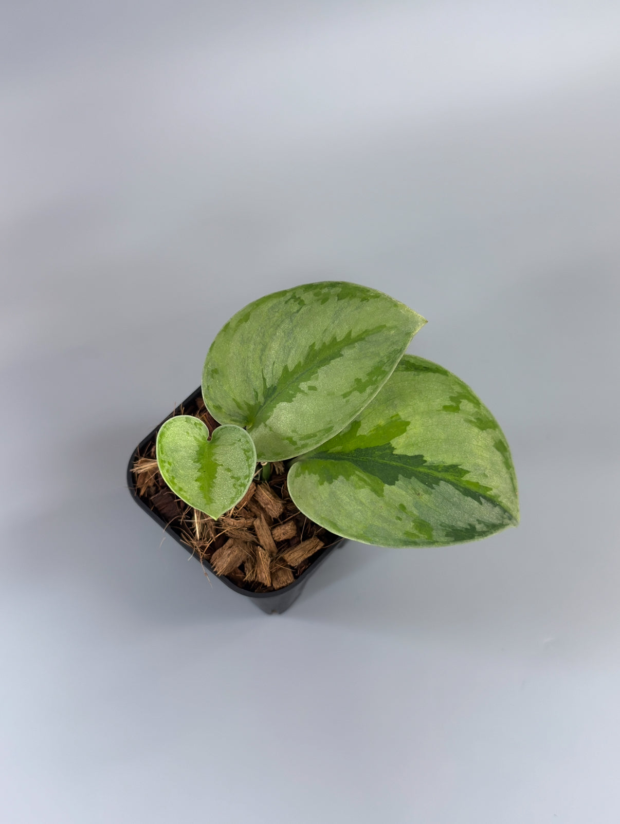 スキンダプサス　ユパ スキンダプサス ユパ / Scindapsus Yupa (2) – Nakayama-Plants