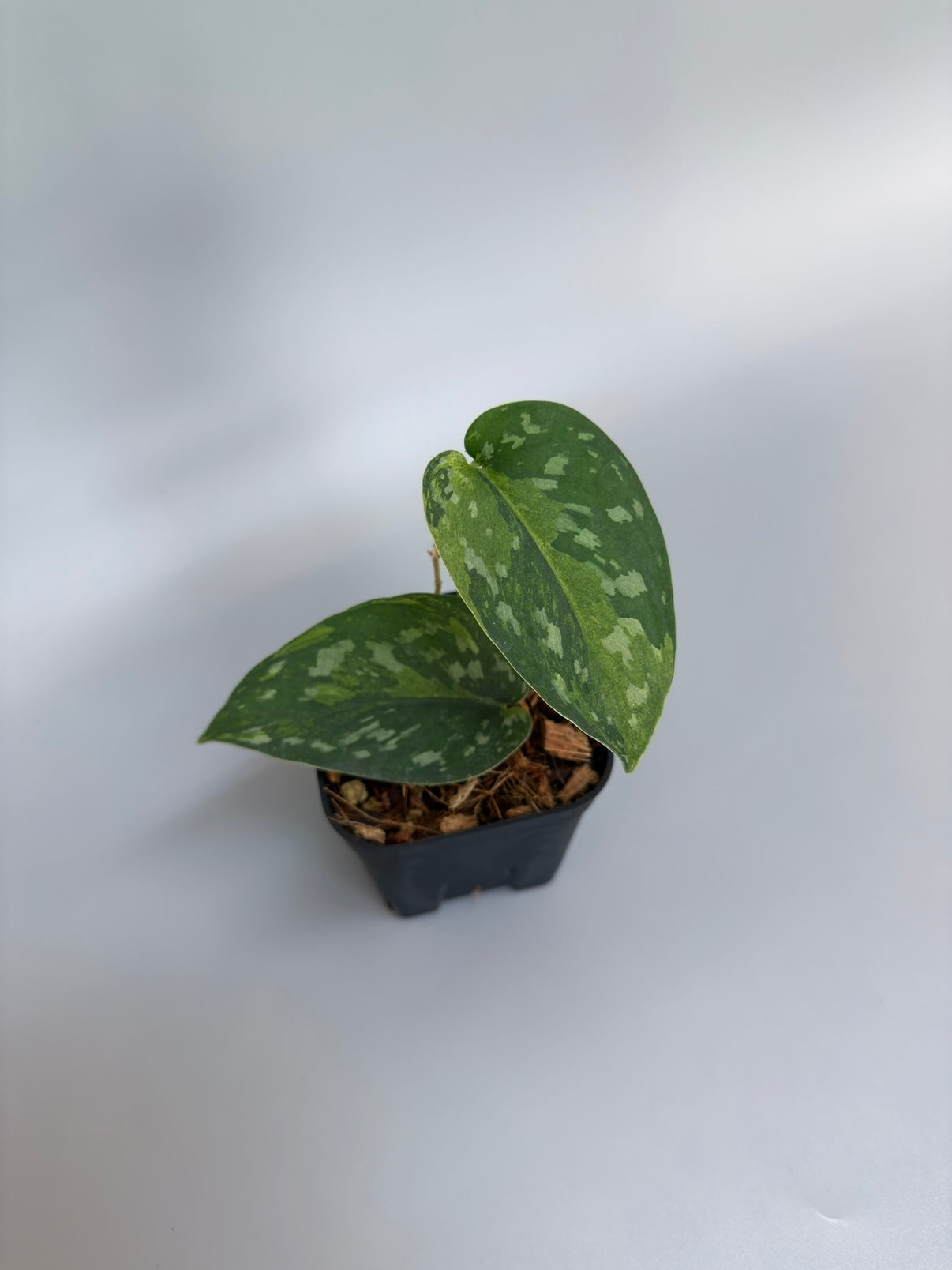 その他観葉植物 scindapsus matcha スキンダプサス マッチャ / Scindapsus matcha (2) – Nakayama-Plants