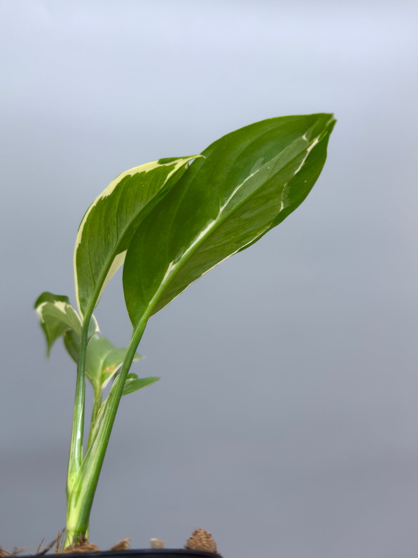 スキンダプサス リップスティック / Scindapsus Lipstick (2)