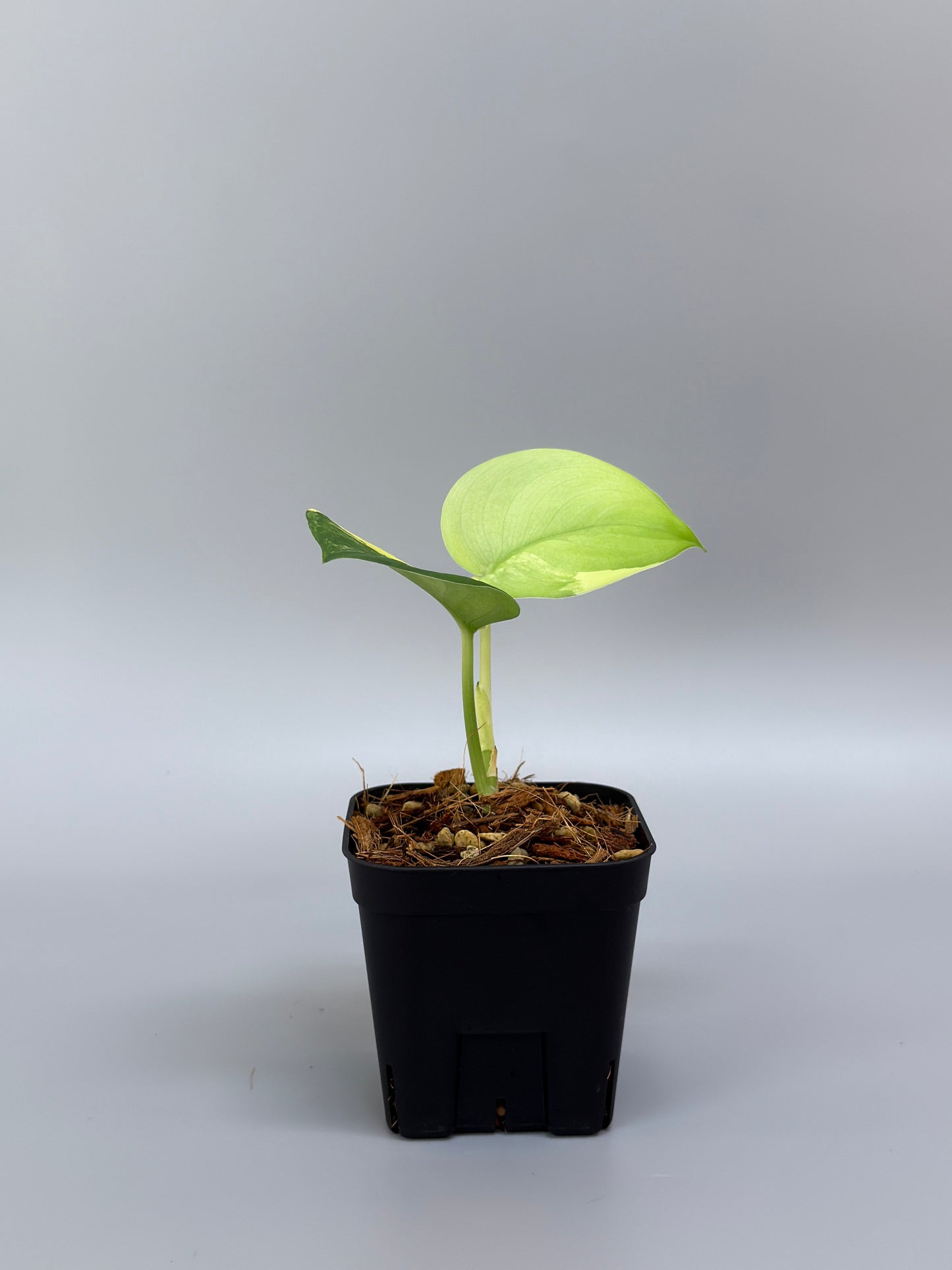 スキンダプサス ジェイドサテン オーレア / Scindapsus jadesatin aurea (4)