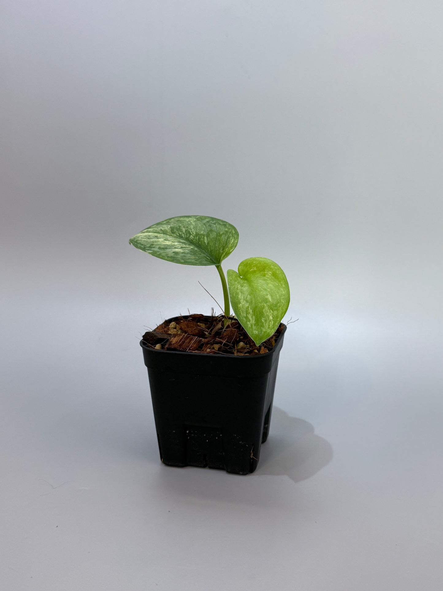 スキンダプサス エキゾチカ オーレア / Scindapsus exotica aurea (2)