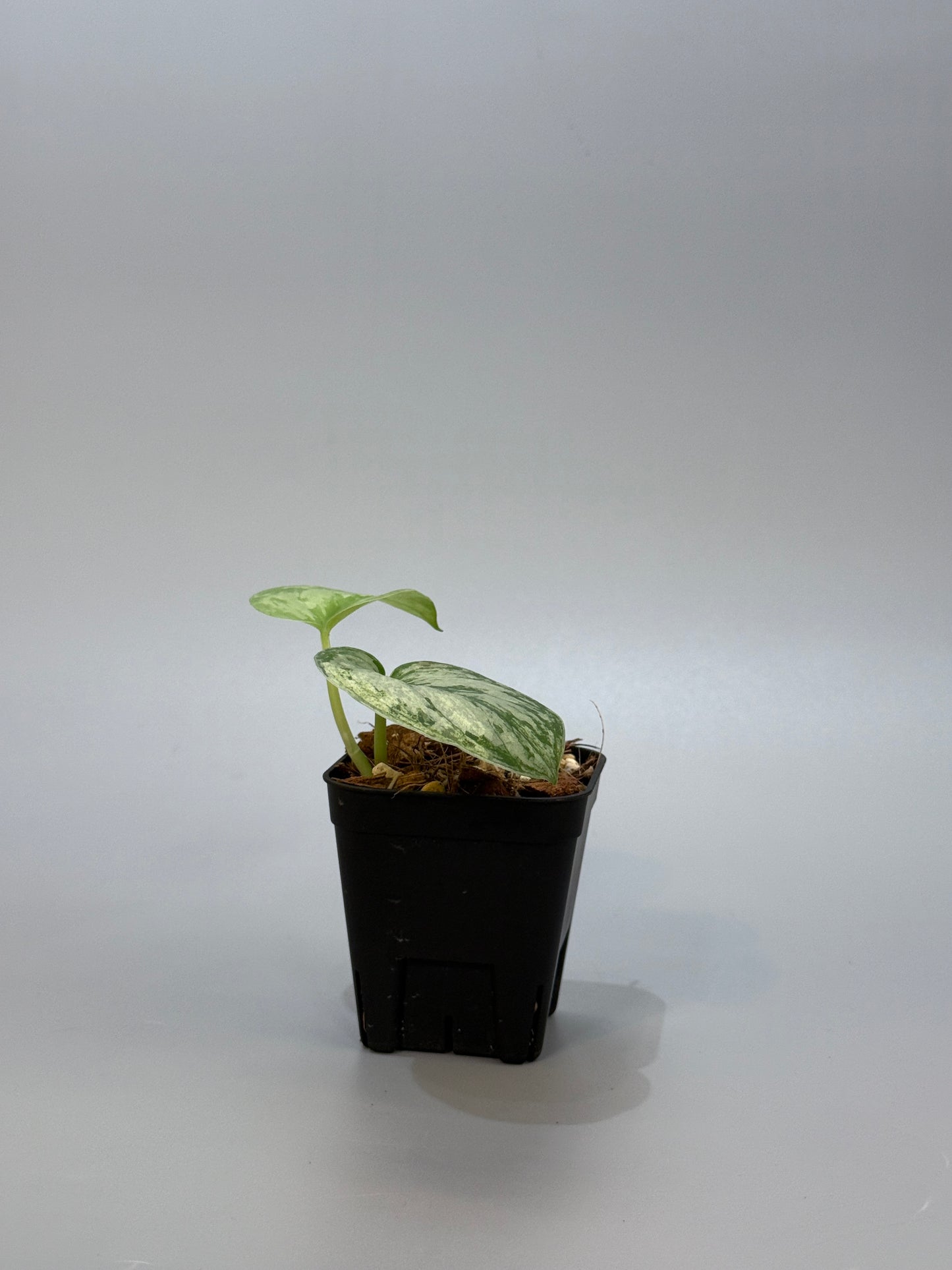 スキンダプサス ピースン アルボ / Scindapsus peasun albo (2)