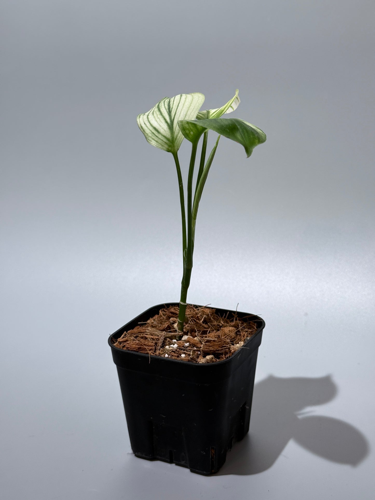 スキンダプサス ホワイトモンスター / Scindapsus whitemonster (2)