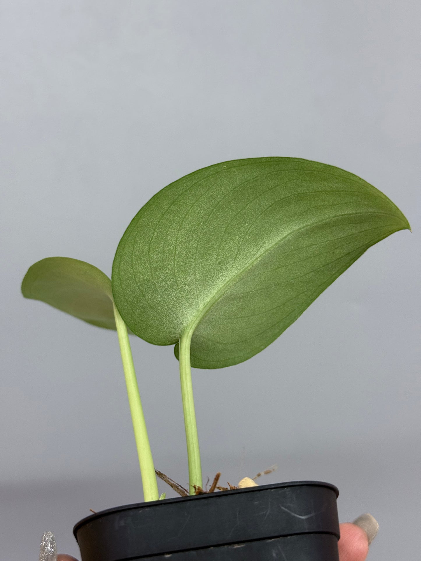 スキンダプサス ブルータイガー / Scindapsus Blue tiger (2)