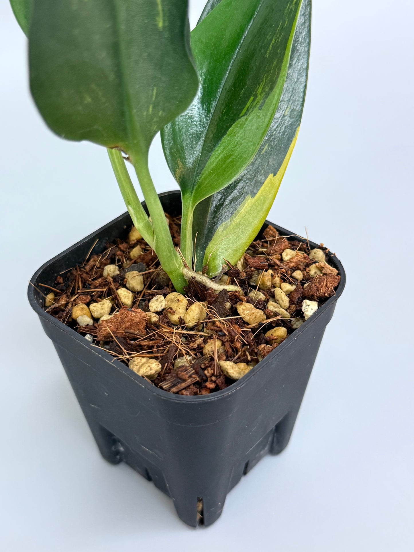 スキンダプサス トゥワイライト / Scindapsus Twilight (1)