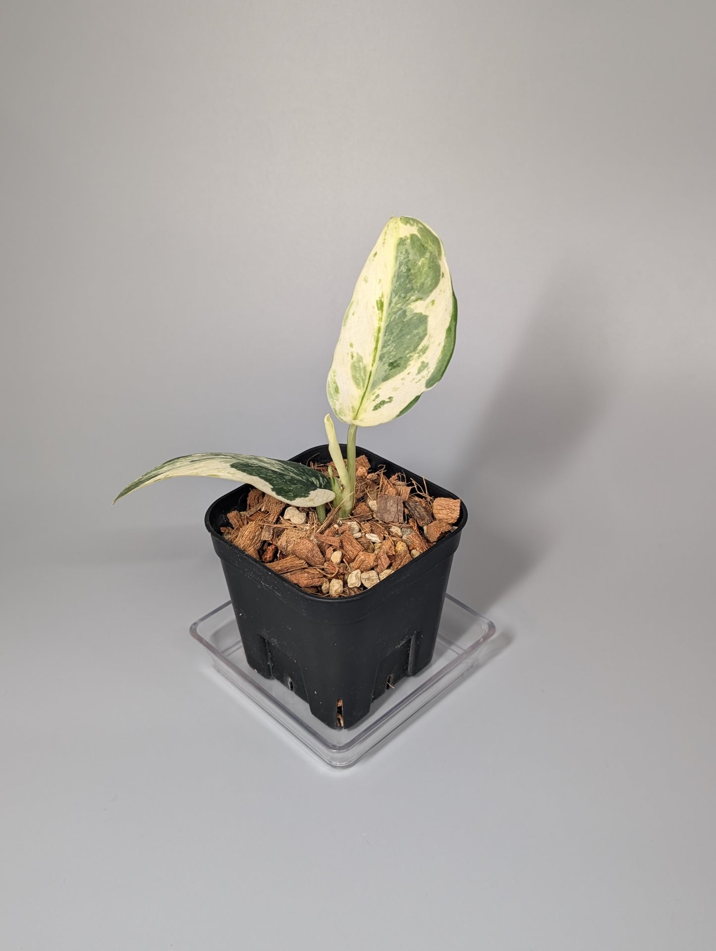 スキンダプサス パラヒヤンガン トリカラー / Scindapsus parahyangan tricolor (050a)
