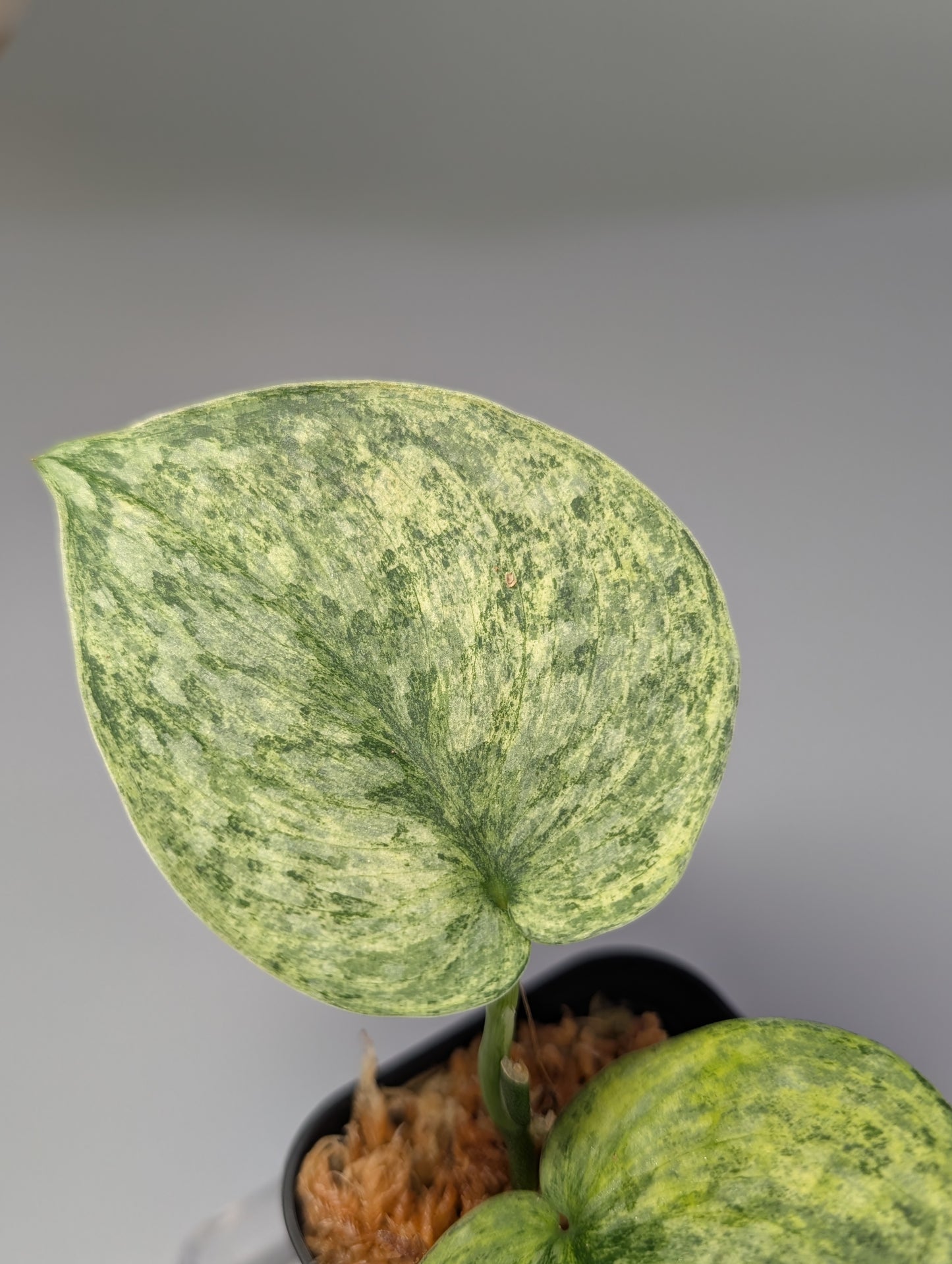 スキンダプサス エキゾチカ マーブル sp.バニュマス / Scindapsus exotica marble sp.Banyumas (033b)