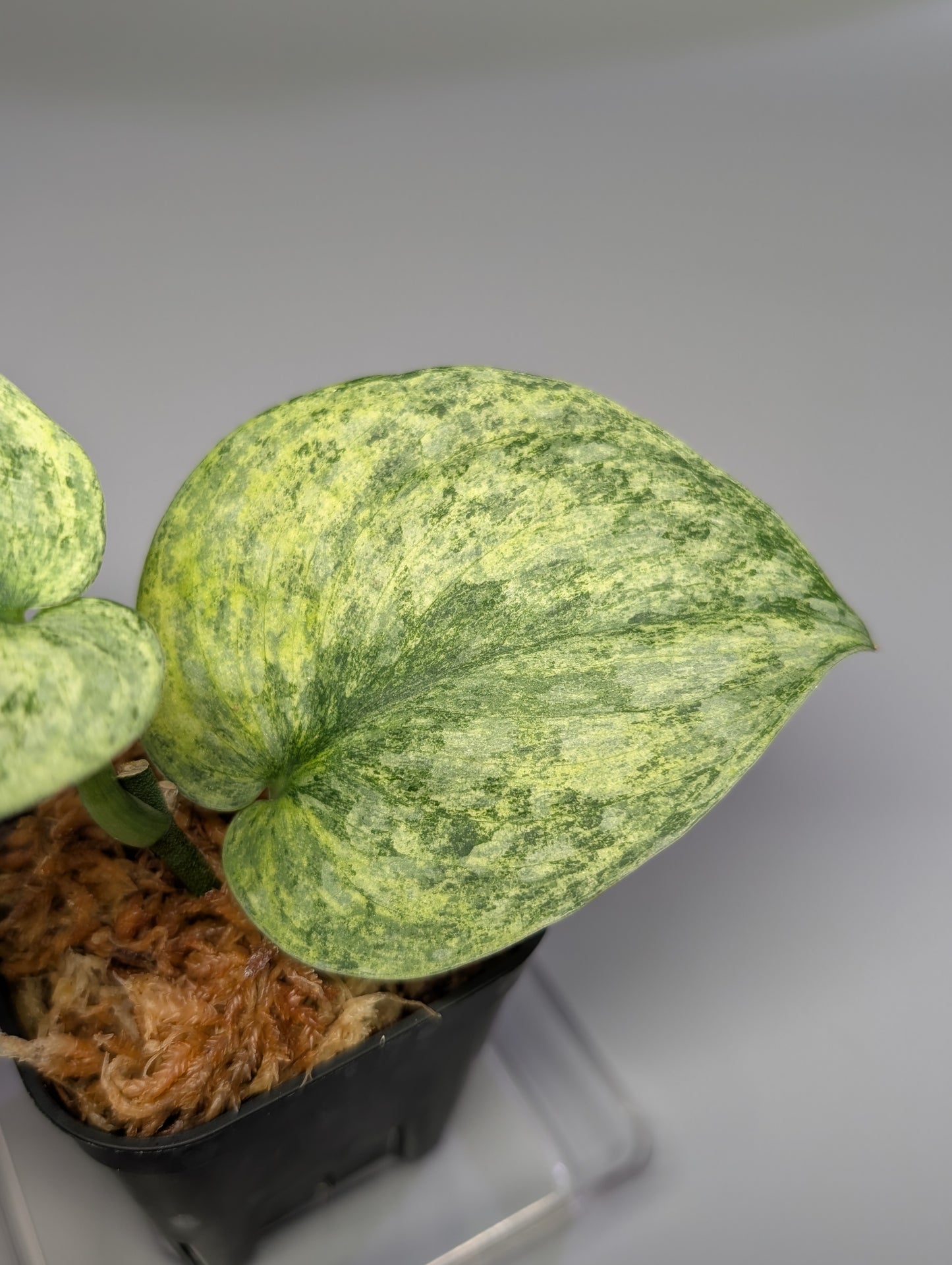 スキンダプサス エキゾチカ マーブル sp.バニュマス / Scindapsus exotica marble sp.Banyumas (033b)