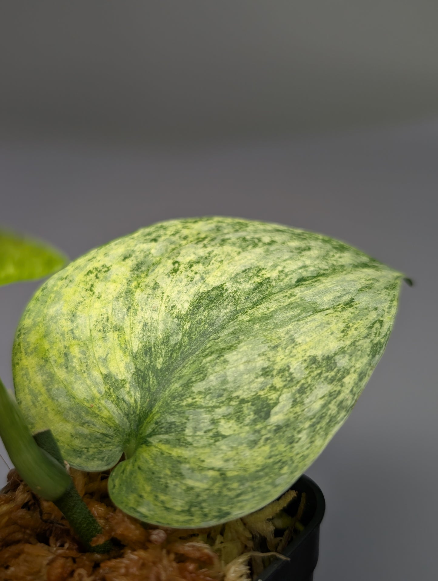 スキンダプサス エキゾチカ マーブル sp.バニュマス / Scindapsus exotica marble sp.Banyumas (033b)