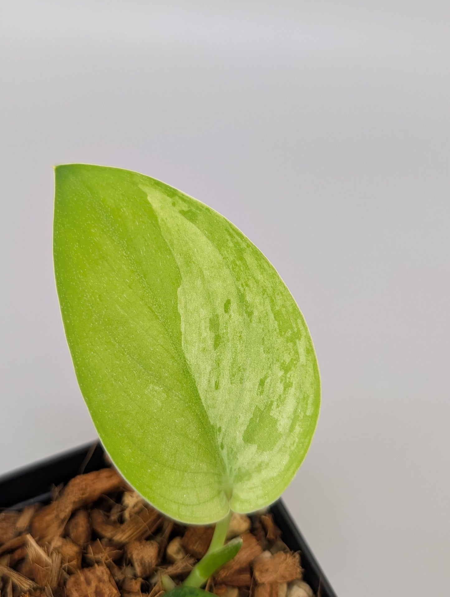 スキンダプサス グリーン フェニックス / Scindapsus green phoenix (040e)