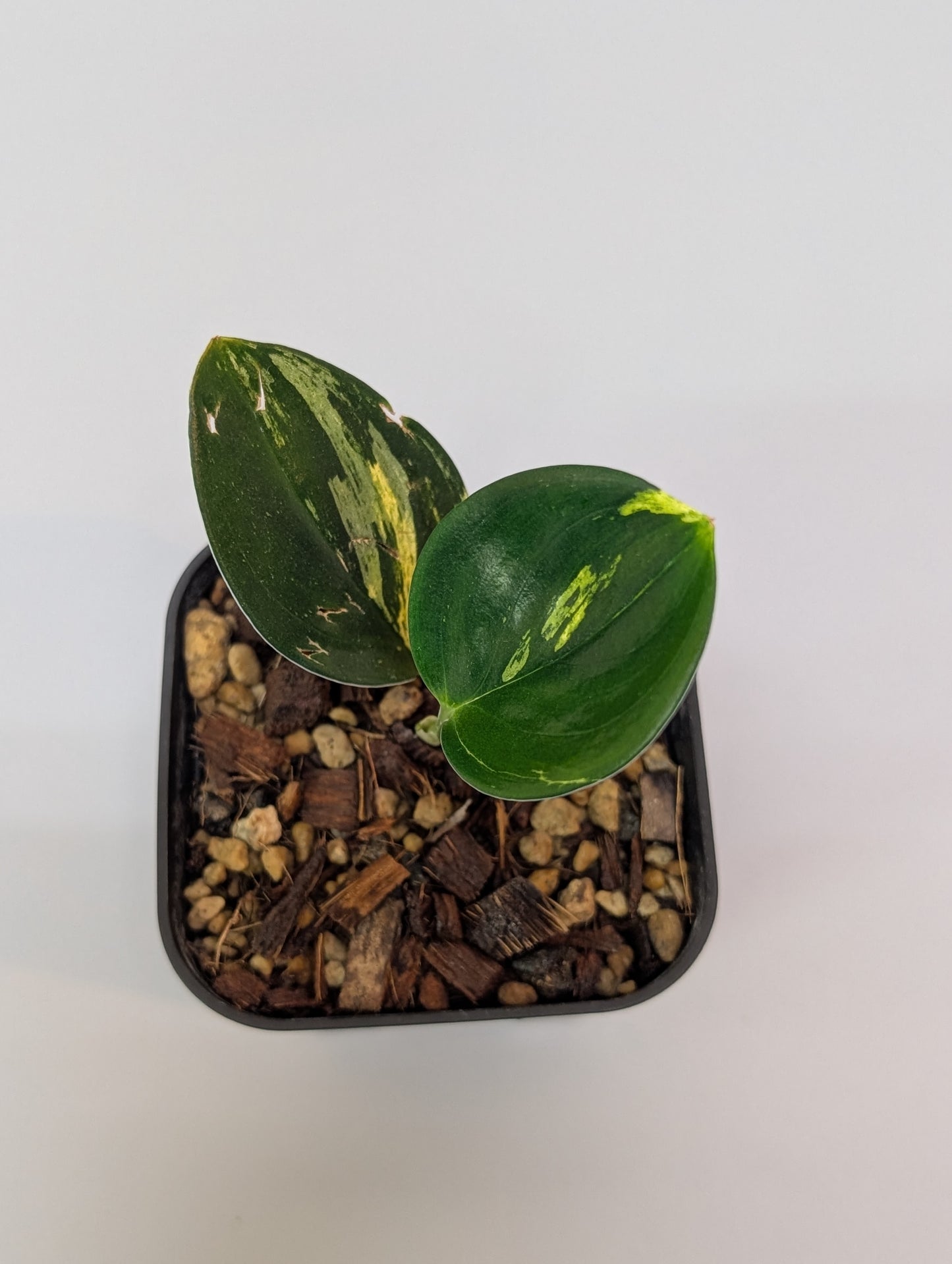 スキンダプサス トレビー ダークフォーム イエロー斑入り/Scindapsus darkform yellow var.(004a)