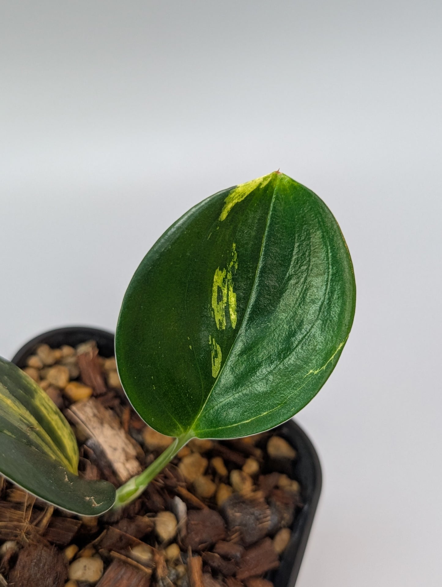 スキンダプサス トレビー ダークフォーム イエロー斑入り/Scindapsus darkform yellow var.(004a)