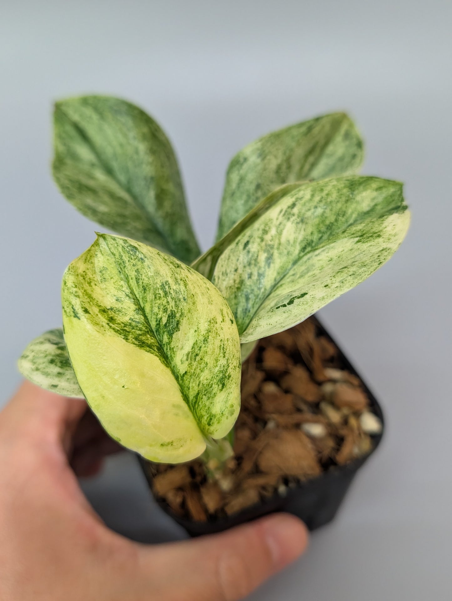 スキンダプサス トレビー マーブル / Scindapsus treubii marble (048c)