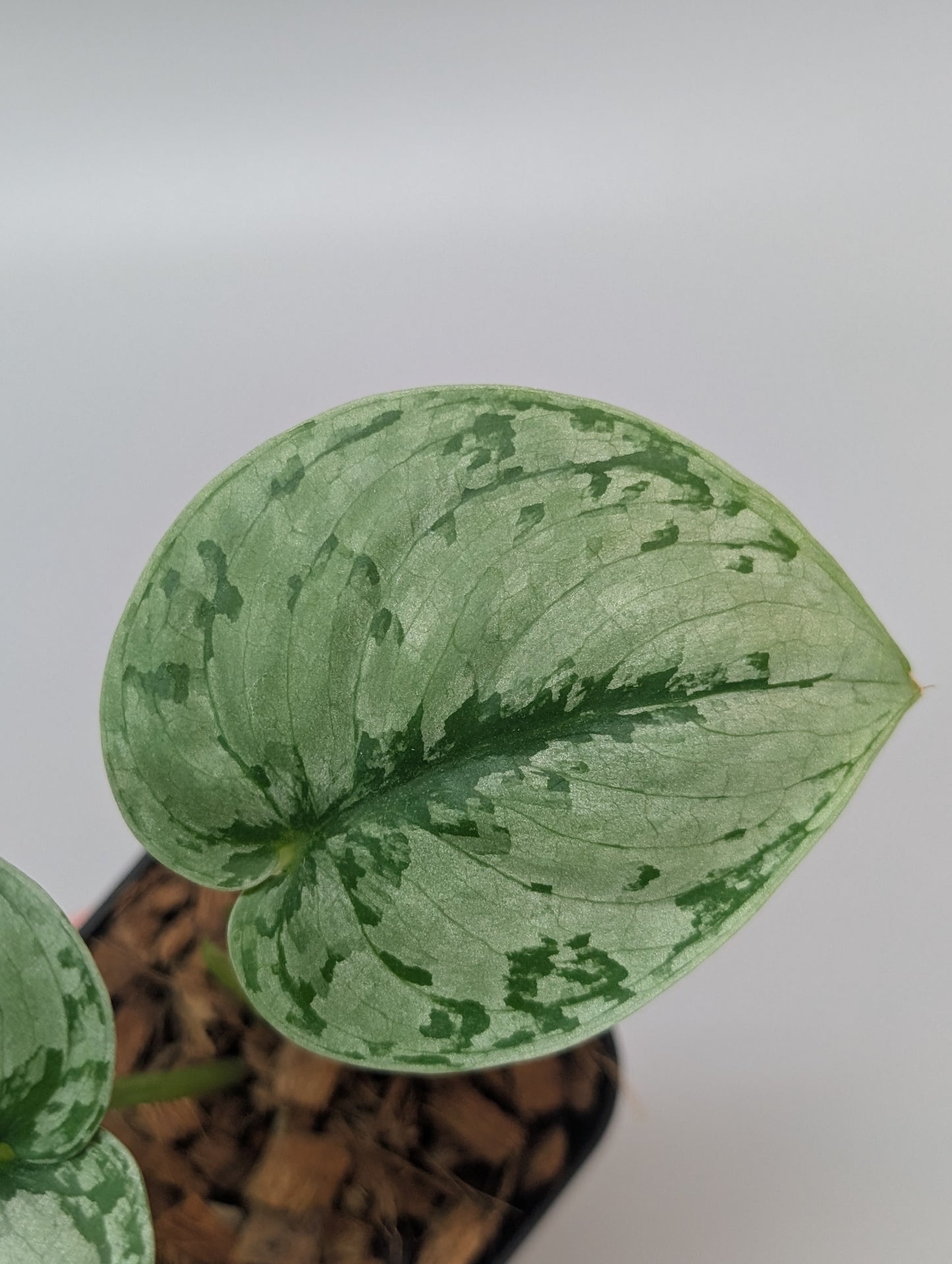 スキンダプサス sp.ジャンビ / Scindapsus sp.jambi (081a)