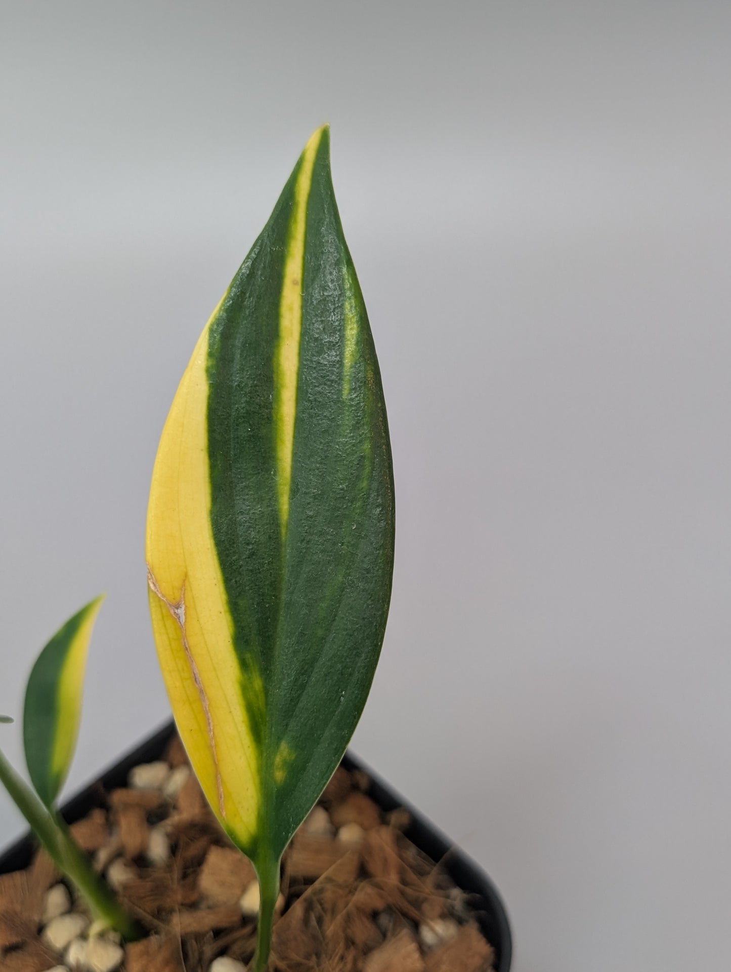スキンダプサス コリアセウス イエロー / Scindapsus coriaceus yellow (006b)