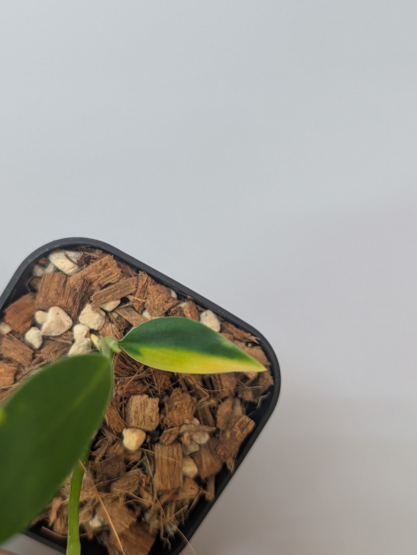 スキンダプサス コリアセウス イエロー / Scindapsus coriaceus yellow (006b)