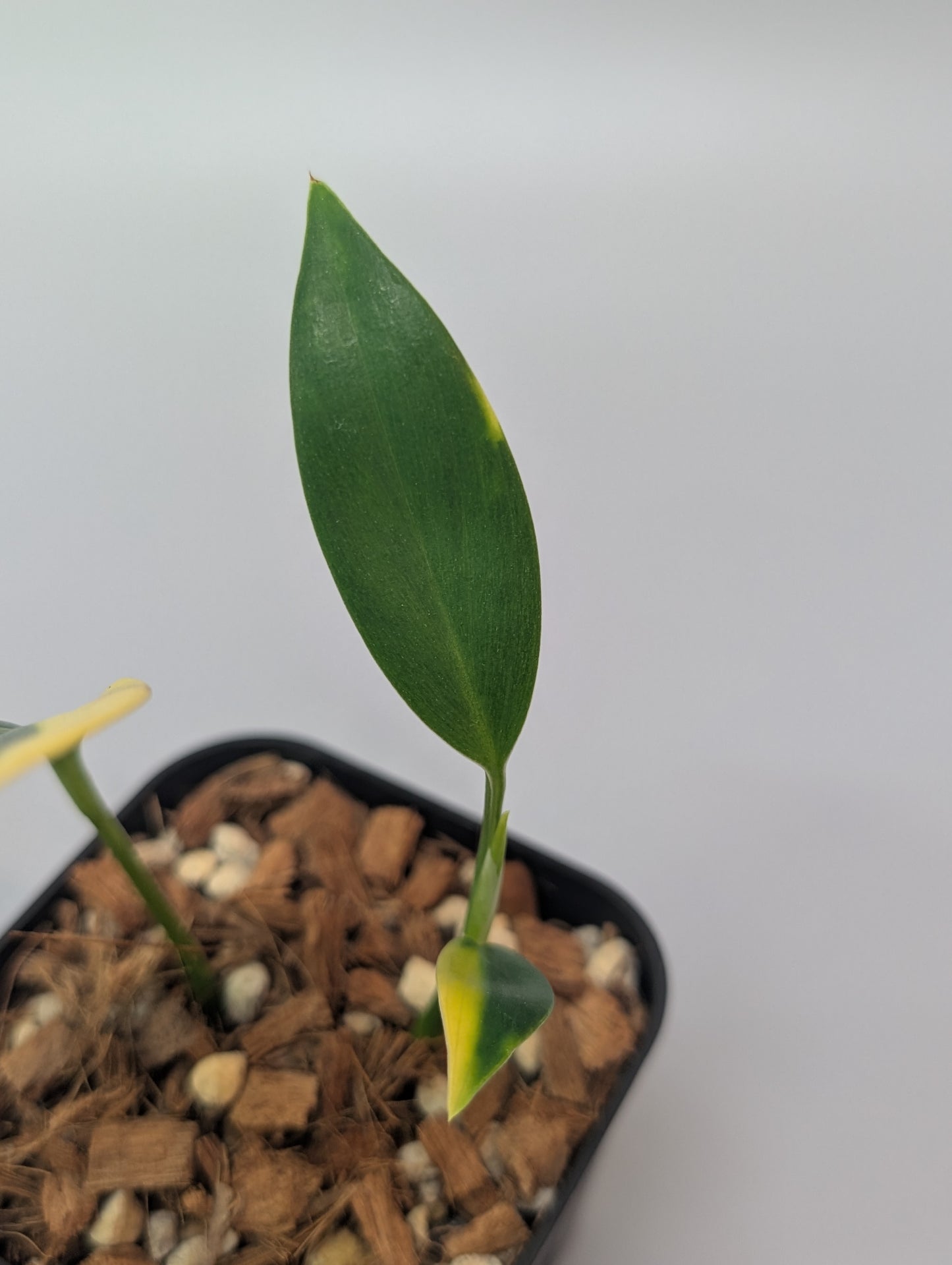 スキンダプサス コリアセウス イエロー / Scindapsus coriaceus yellow (006b)