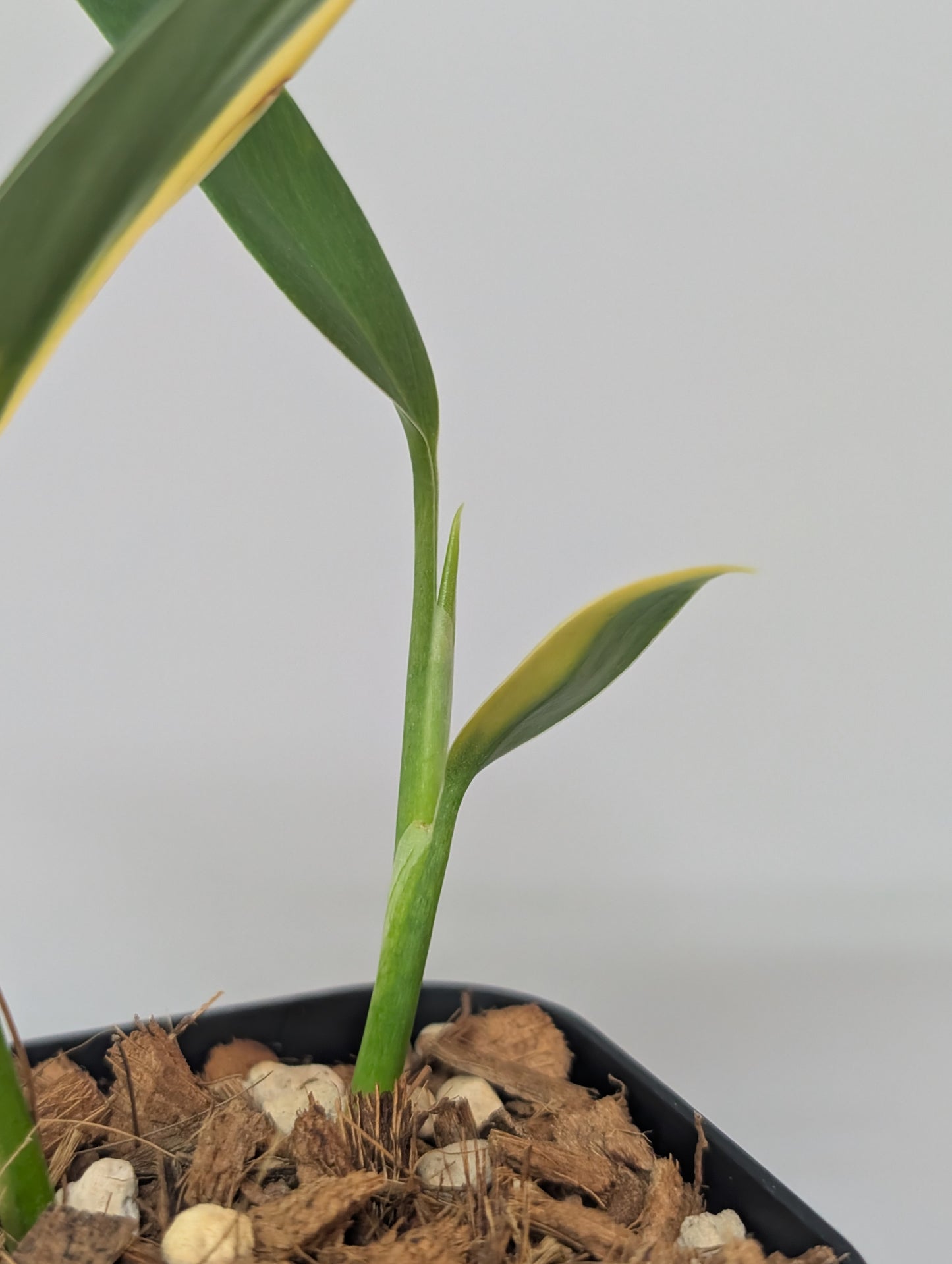 スキンダプサス コリアセウス イエロー / Scindapsus coriaceus yellow (006b)