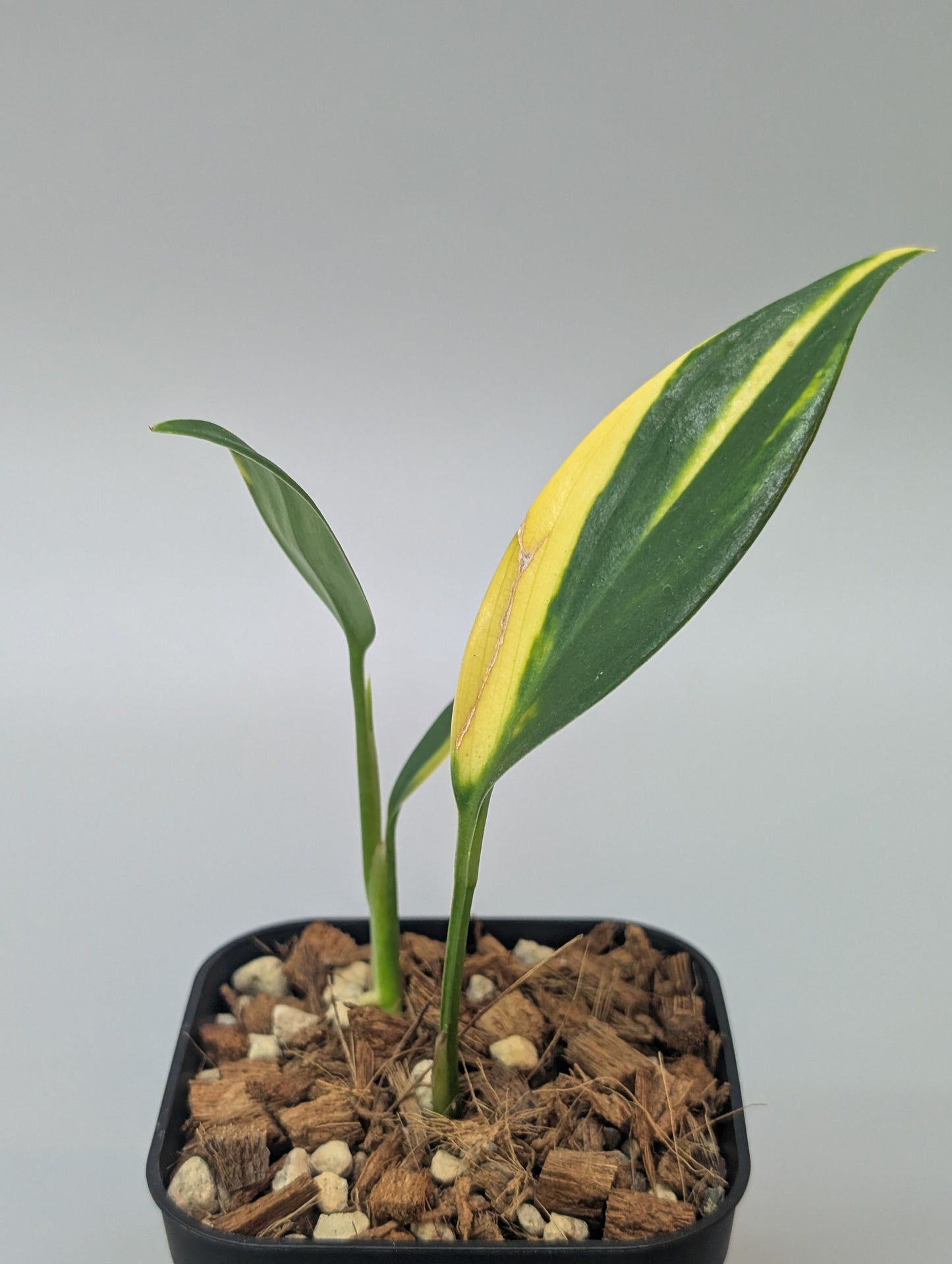 スキンダプサス コリアセウス イエロー / Scindapsus coriaceus yellow (006b)