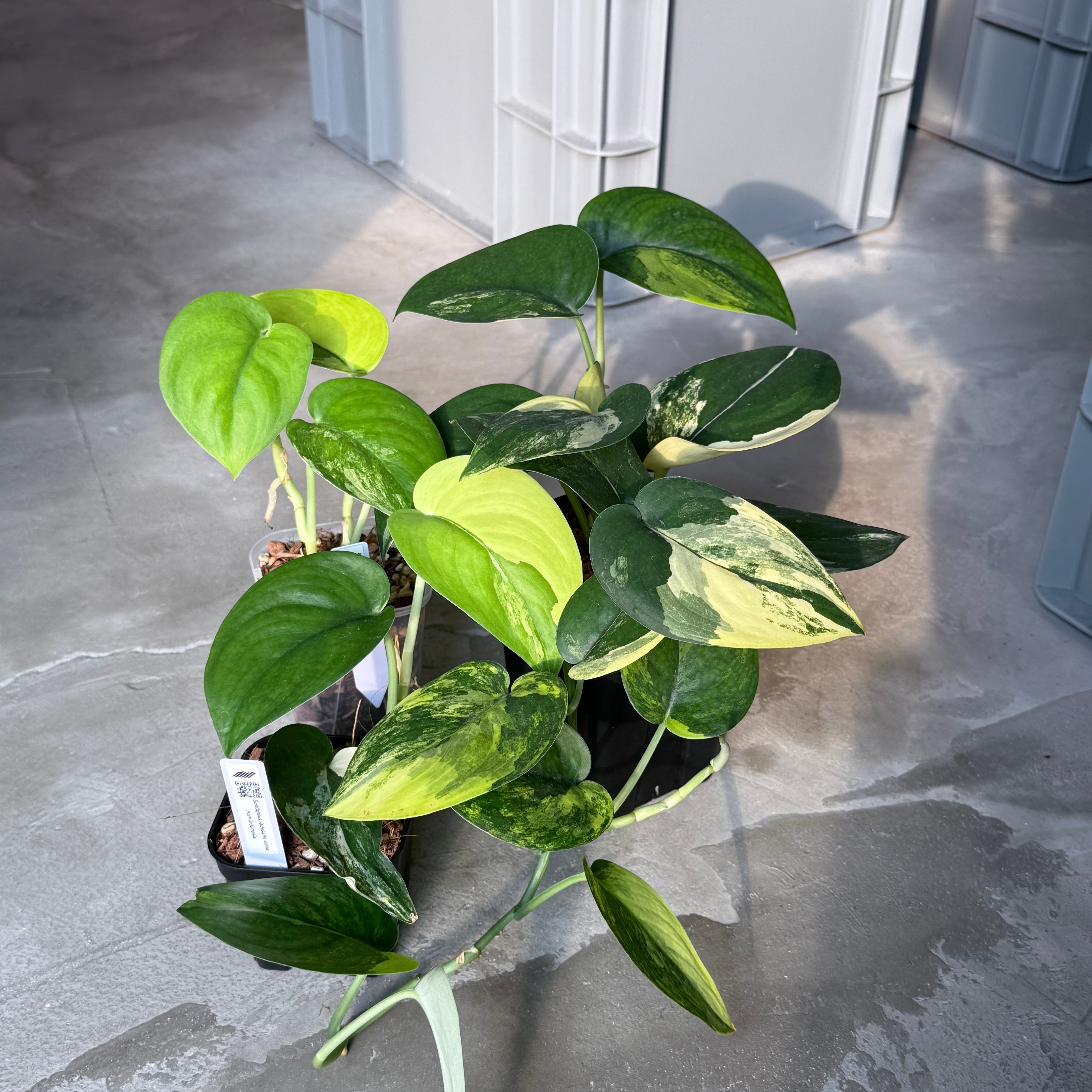 コレクション – Nakayama-Plants