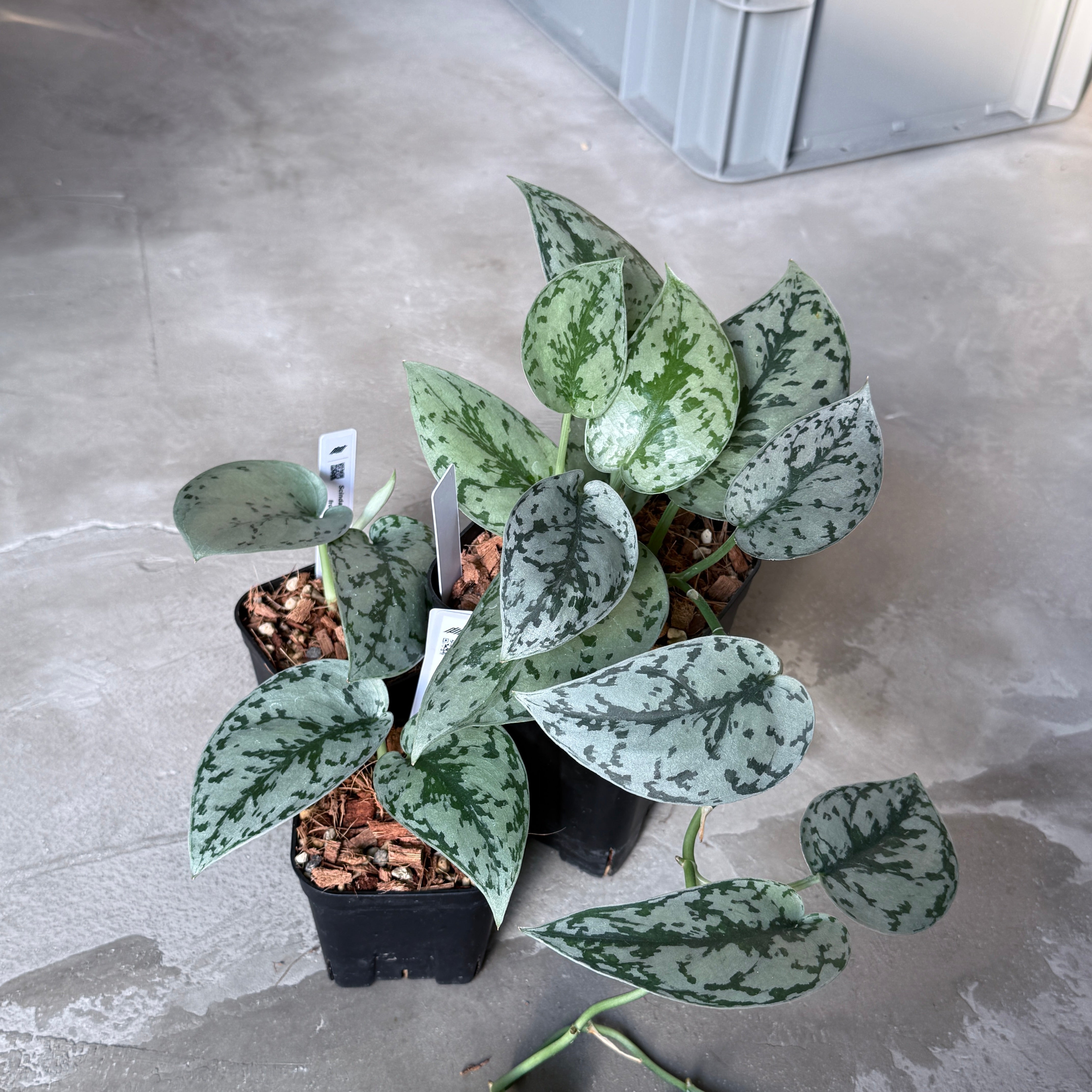 コレクション – Nakayama-Plants