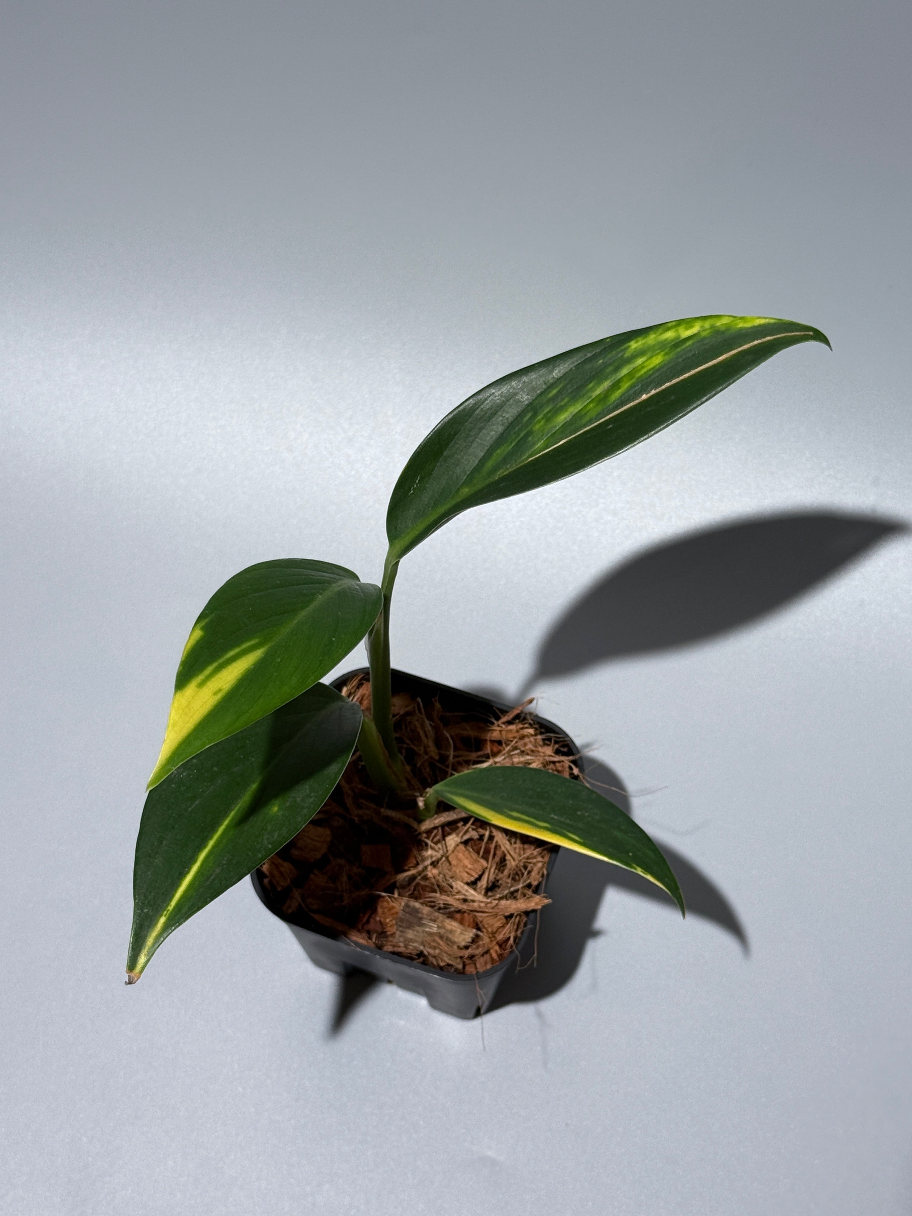 スキンダプサス コリアセウス イエロー / Scindapsus coriaceus yellow