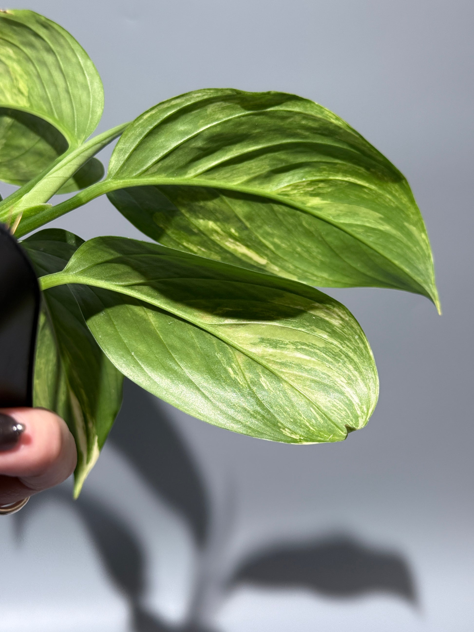 スキンダプサス ペラケンシス 斑入り / Scindapsus Perakensis var. (1)