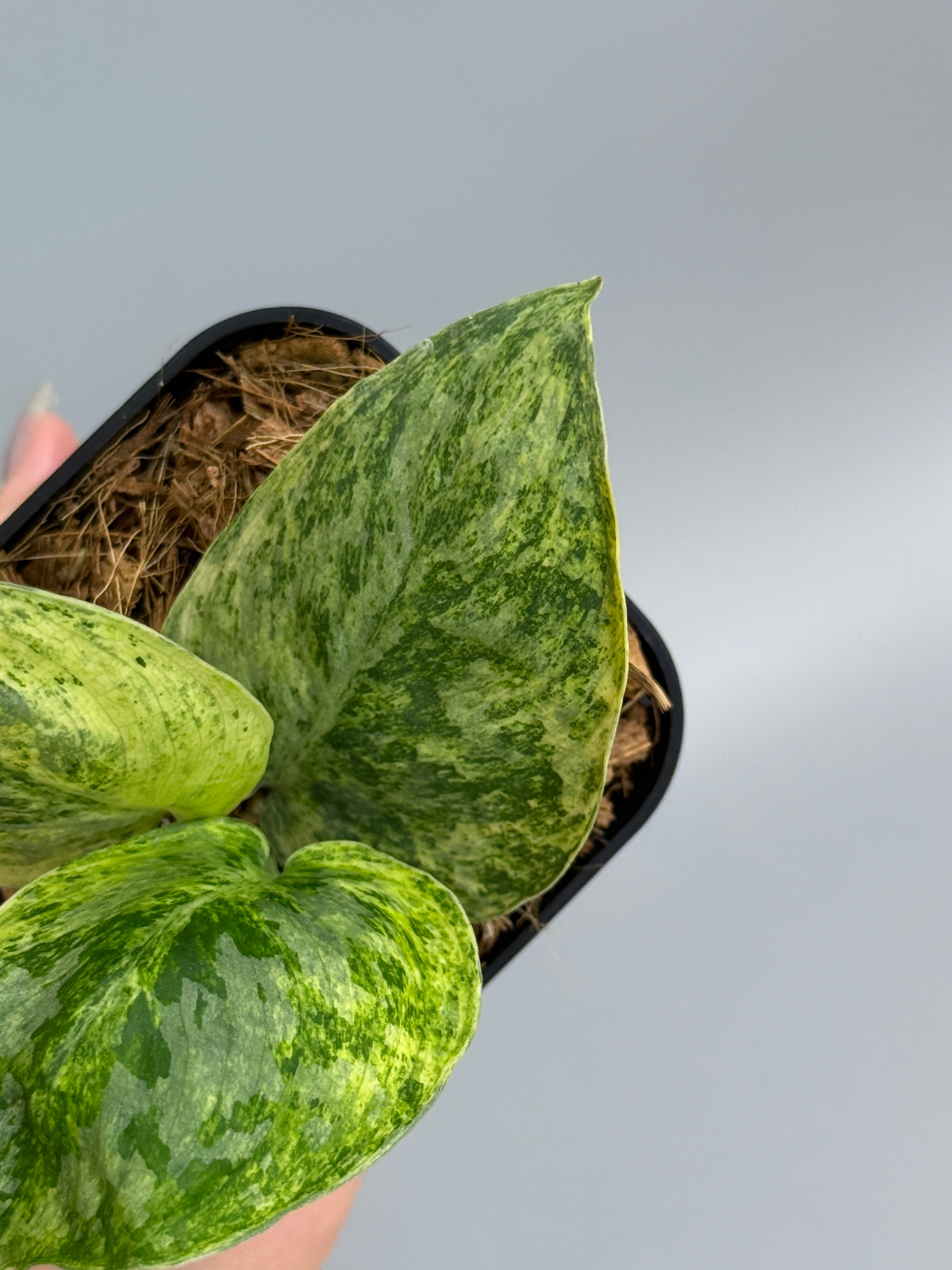 スキンダプサス テンバガ / Scindapsus Tembaga (3) – Nakayama-Plants