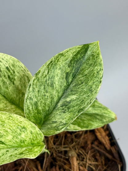 スキンダプサス トレビー マーブル  / Scindapsus treubii marble  (3)