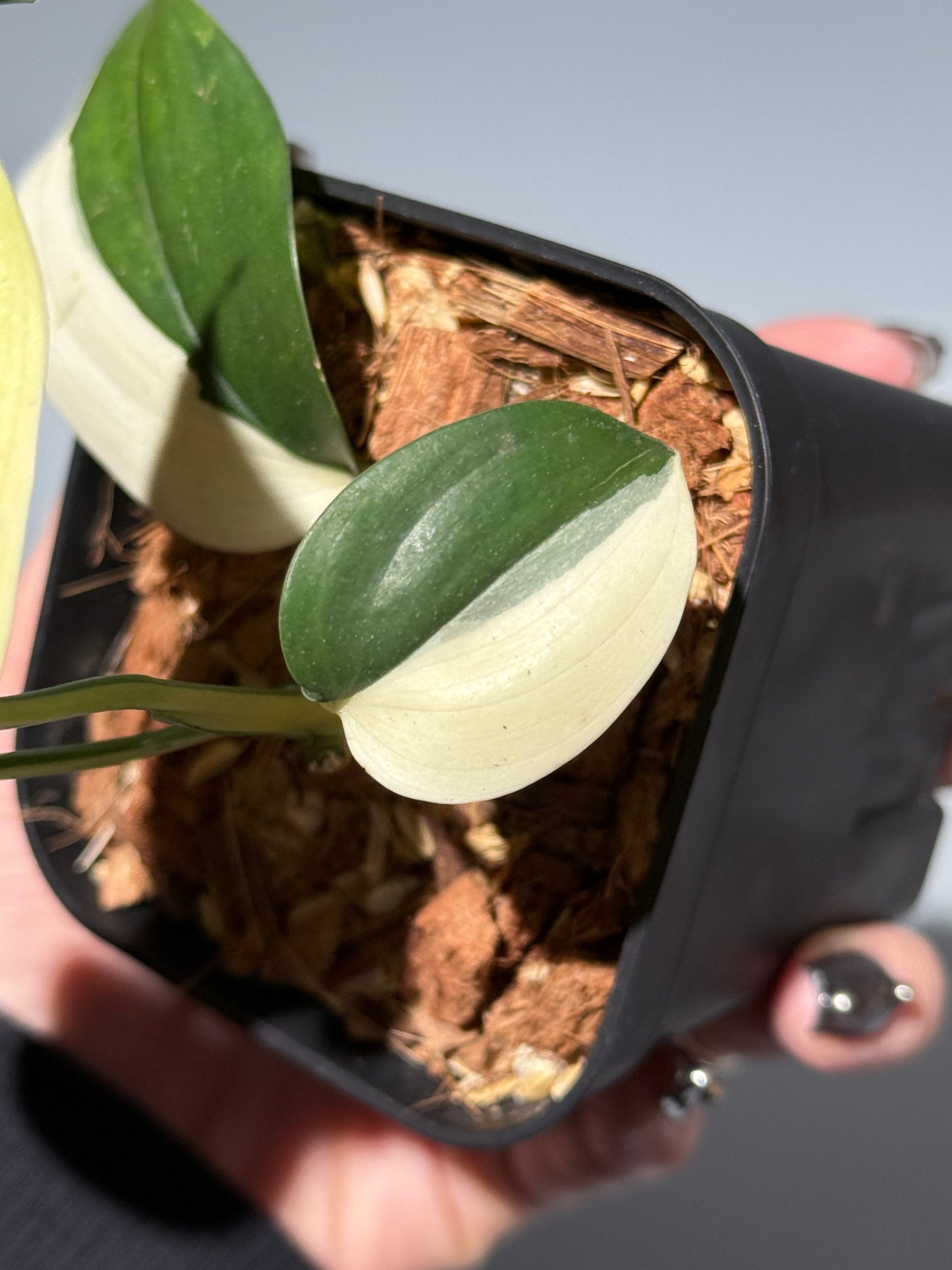 スキンダプサス ブルーアルボ  / Scindapsus Blue albo (1)