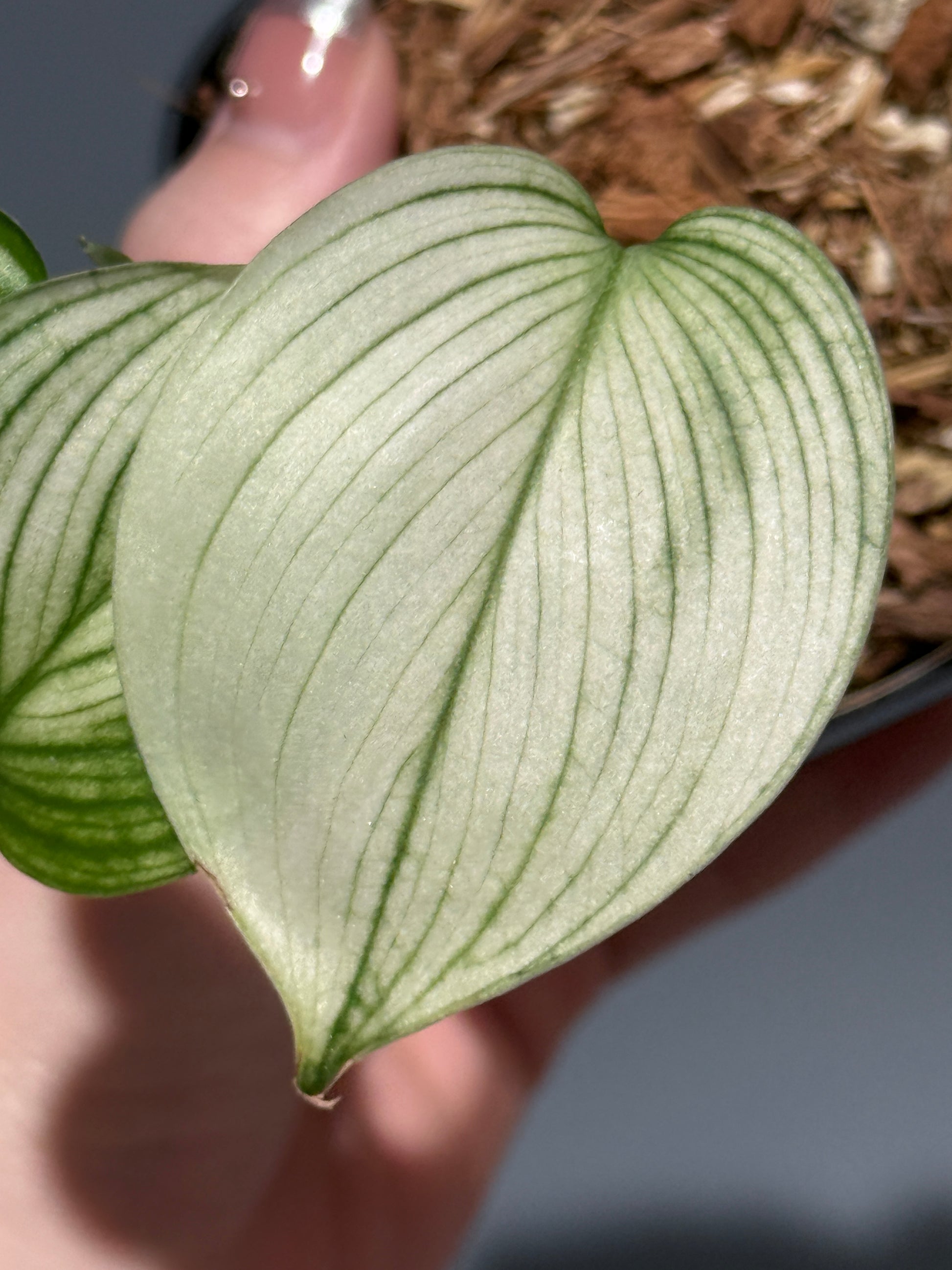 スキンダプサス ホワイトモンスター / Scindapsus whitemonster (1)