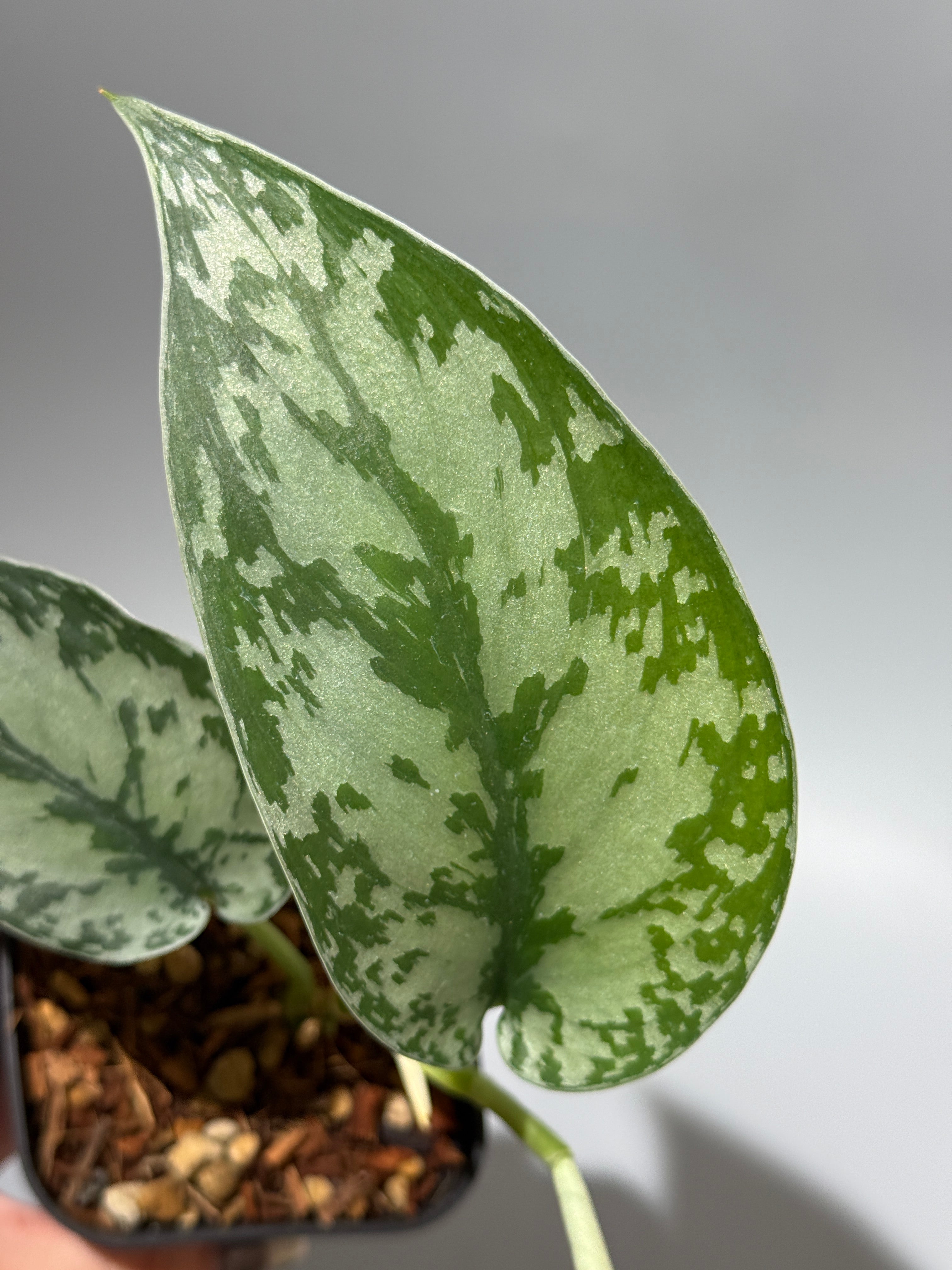 スキンダプサス　ラカンビニ トップカット　1 スキンダプサス ラカンビニ / Scindapsus Lakambini (1) – Nakayama-Plants