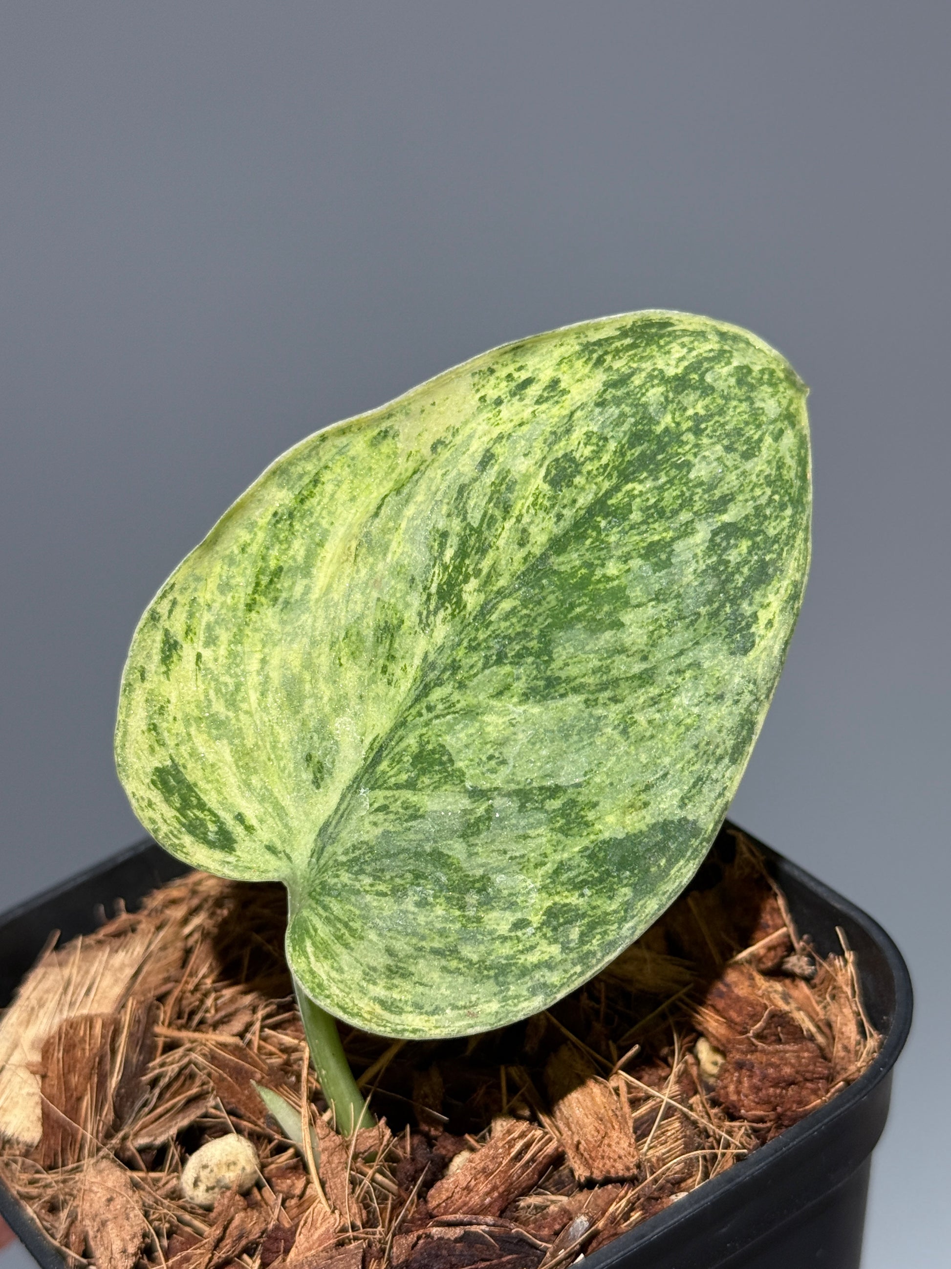 スキンダプサス テンバガ  / Scindapsus Tembaga (3)